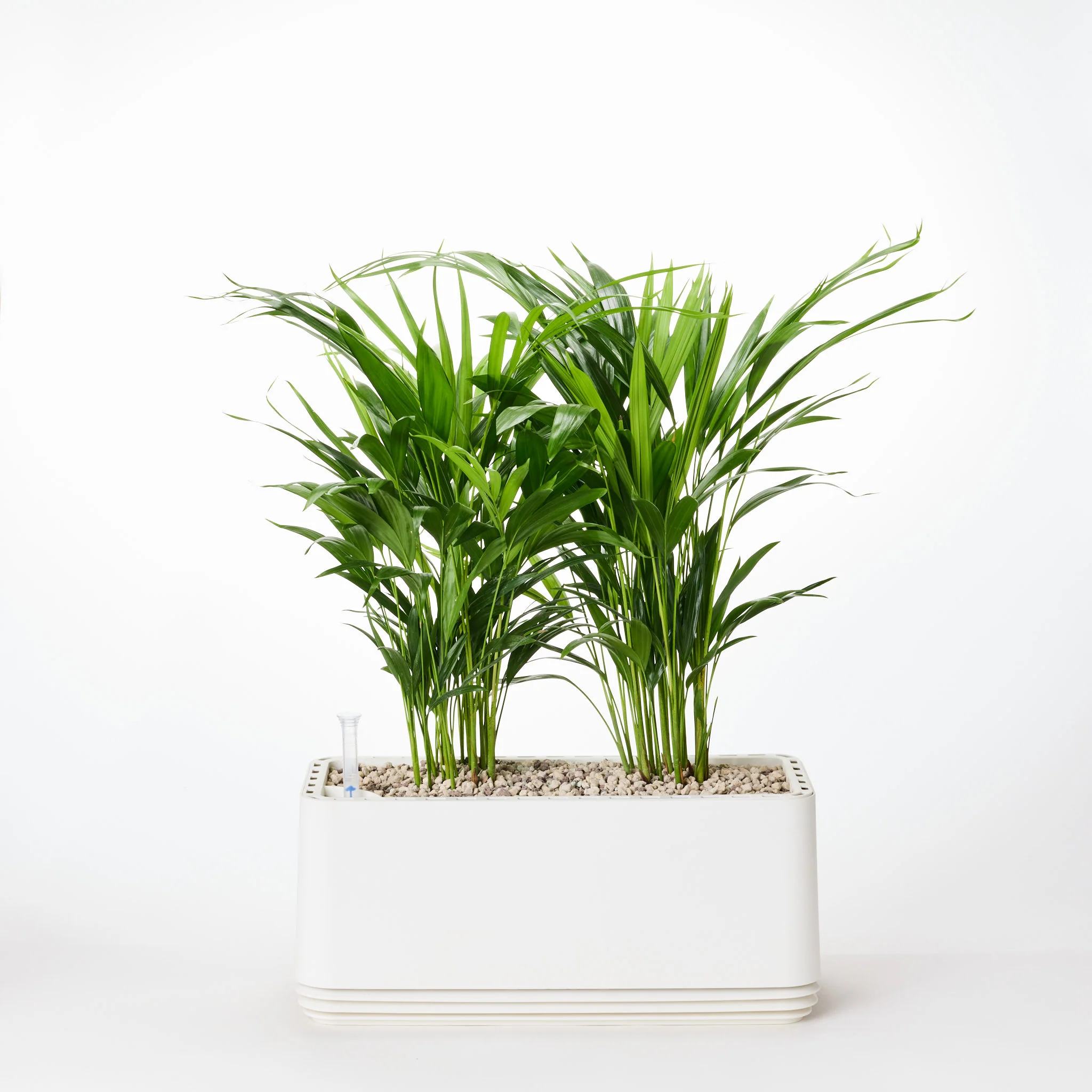 AIRY System L Goldfruchtpalme - Image 10