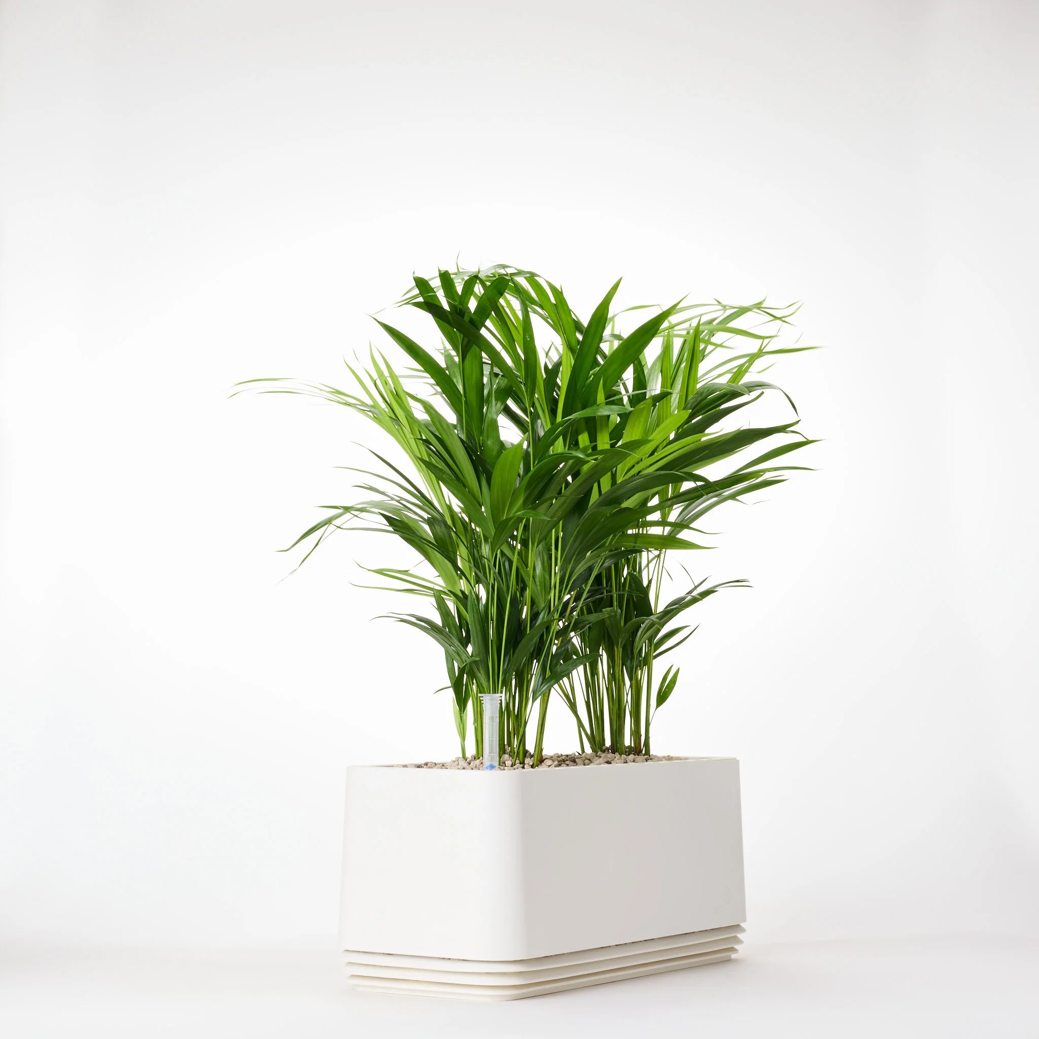 AIRY System L Goldfruchtpalme - Image 11