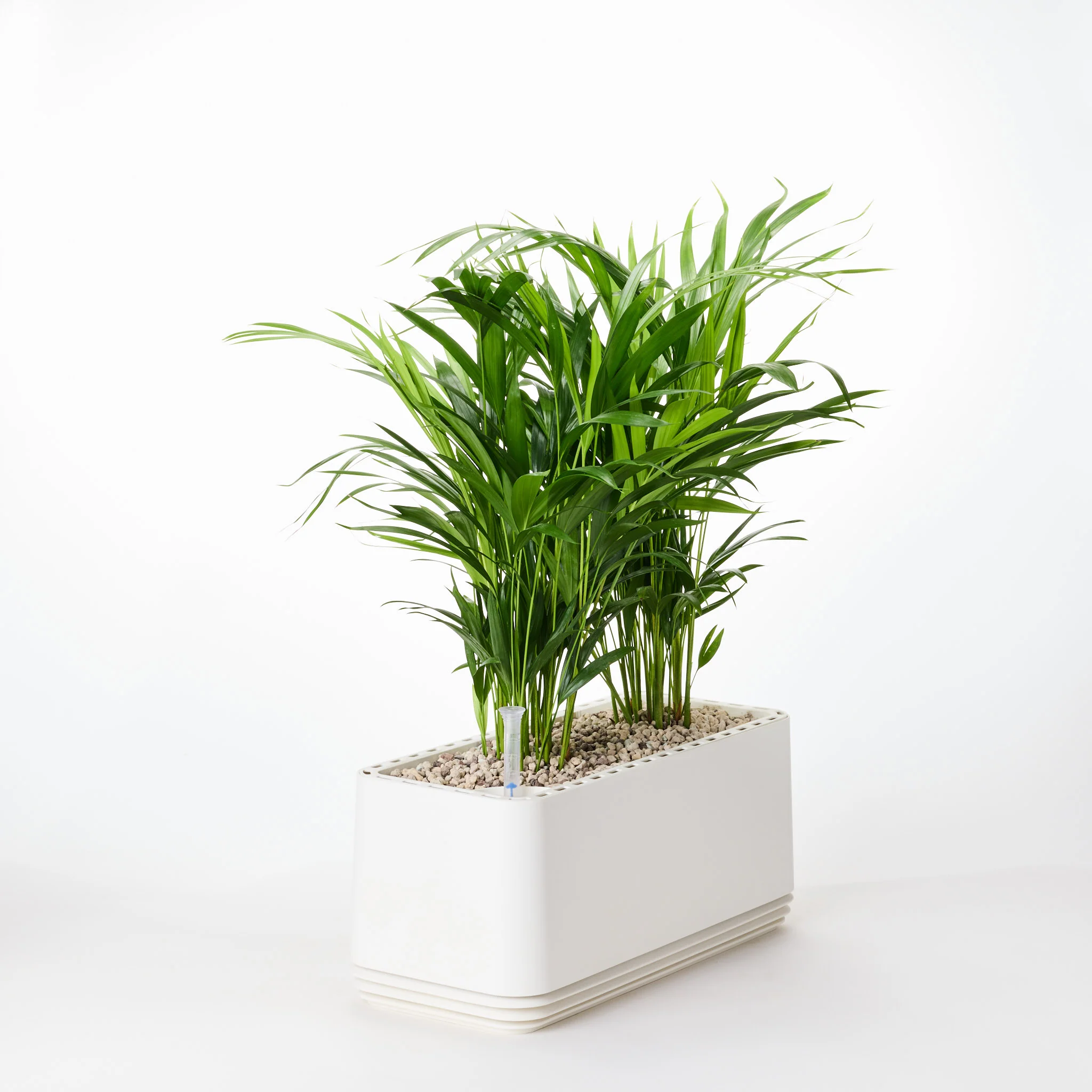 AIRY System L Goldfruchtpalme - Image 12