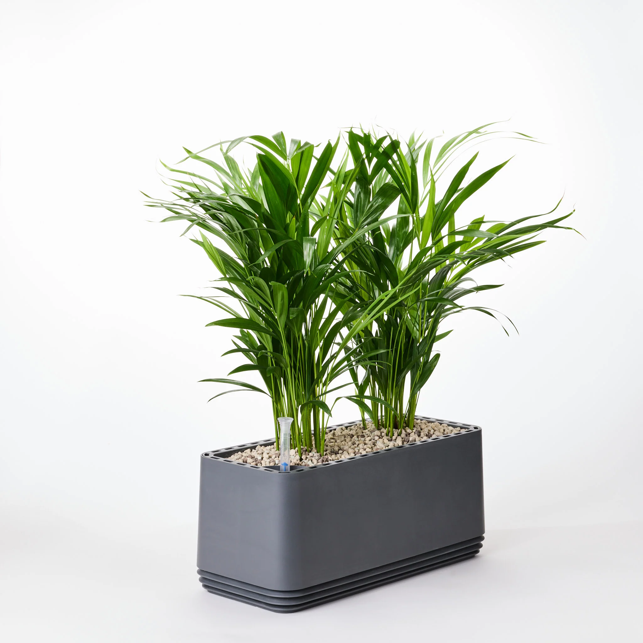 AIRY System L Goldfruchtpalme - Image 15