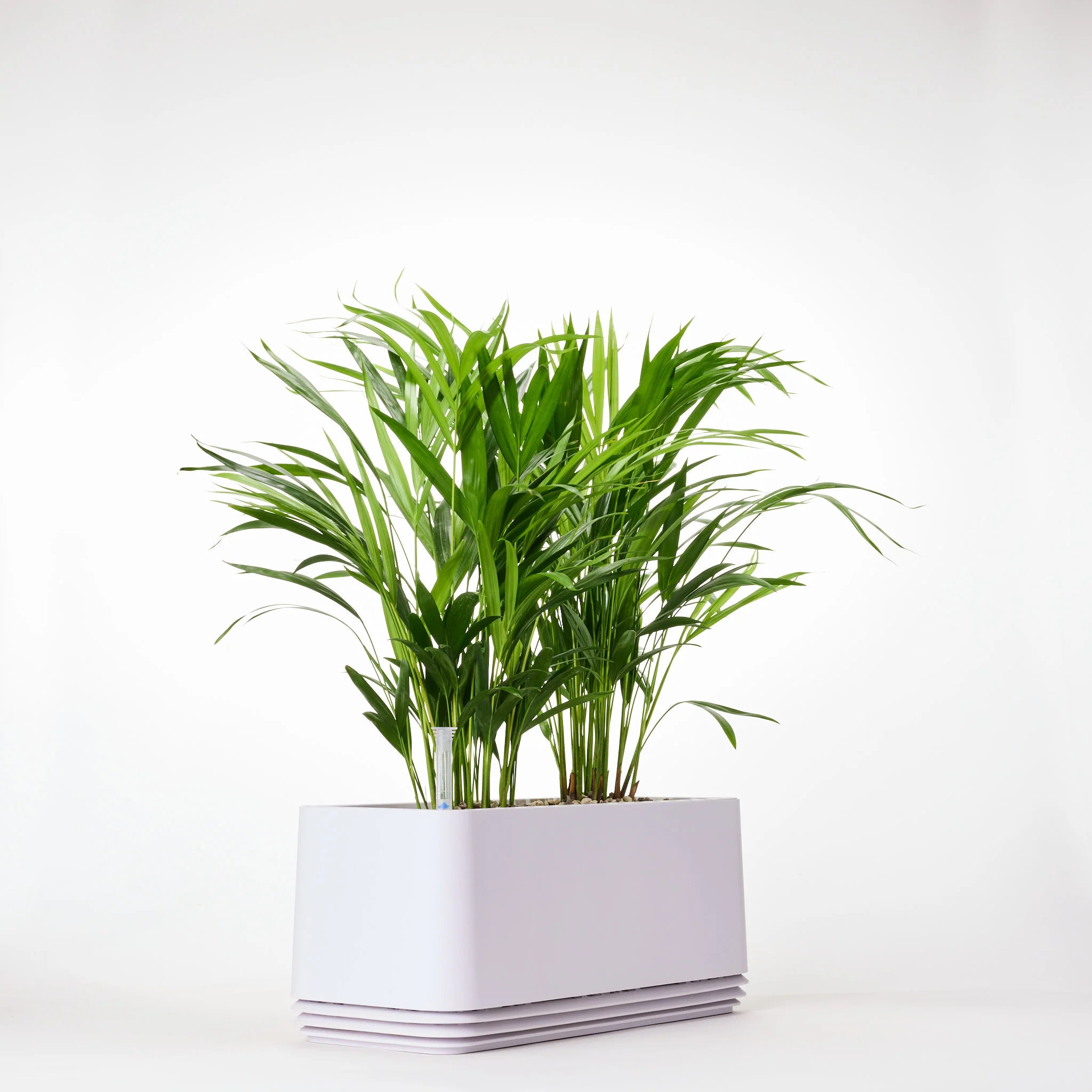 AIRY System L Goldfruchtpalme - Image 18