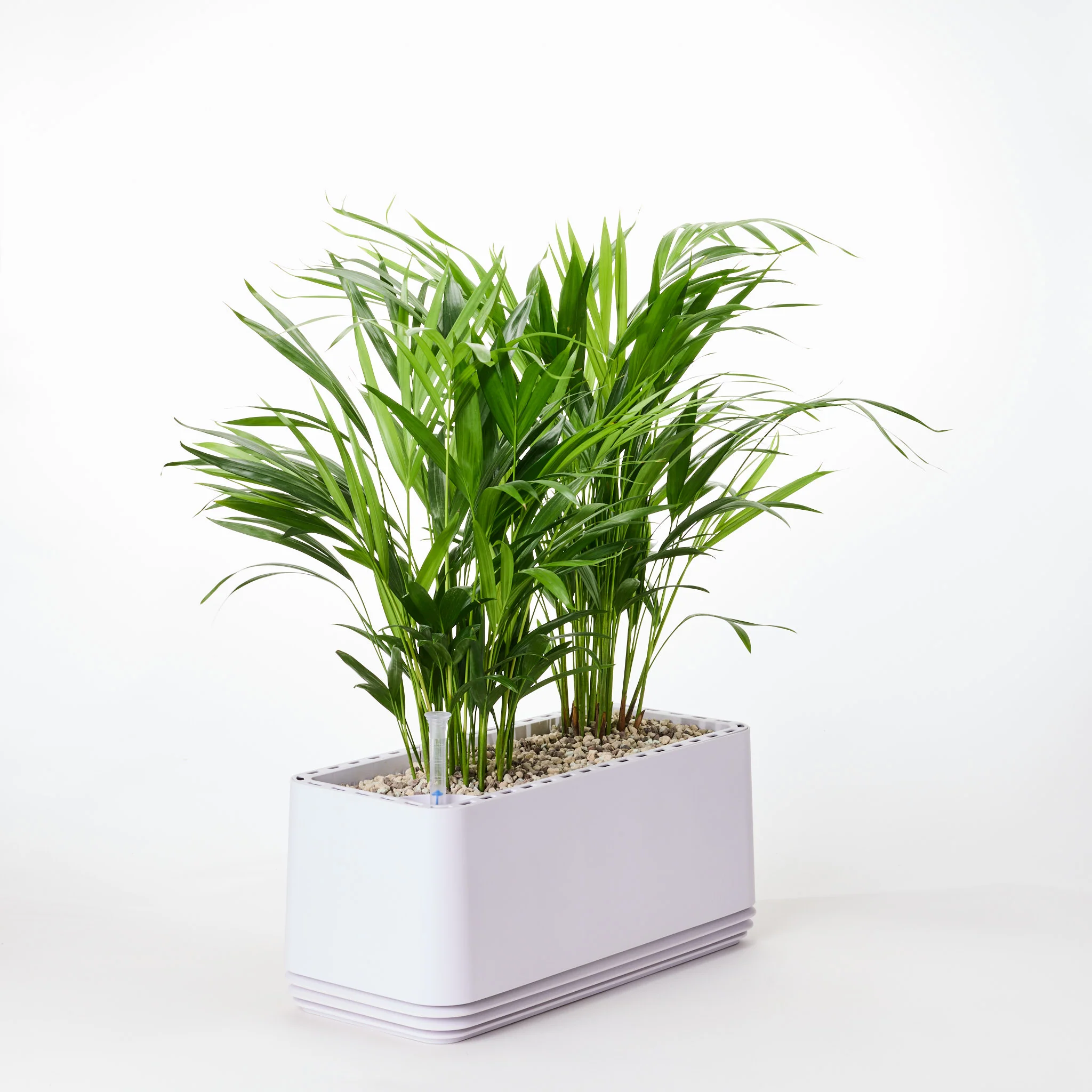 AIRY System L Goldfruchtpalme - Image 19