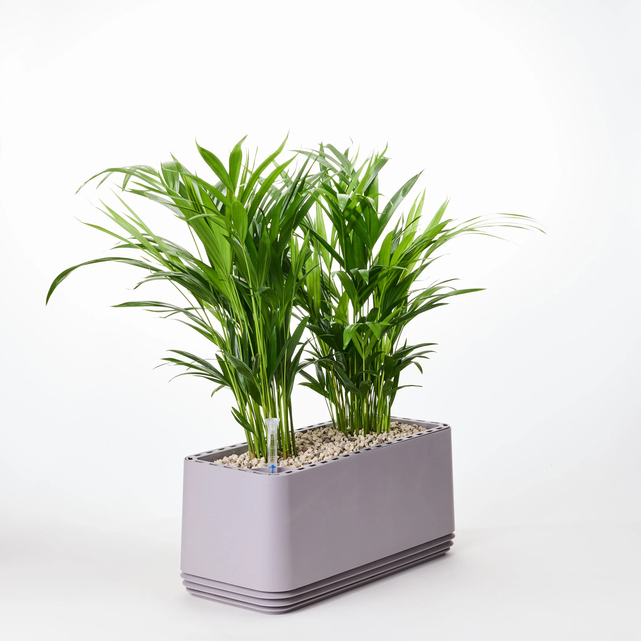 AIRY System L Goldfruchtpalme - Image 23