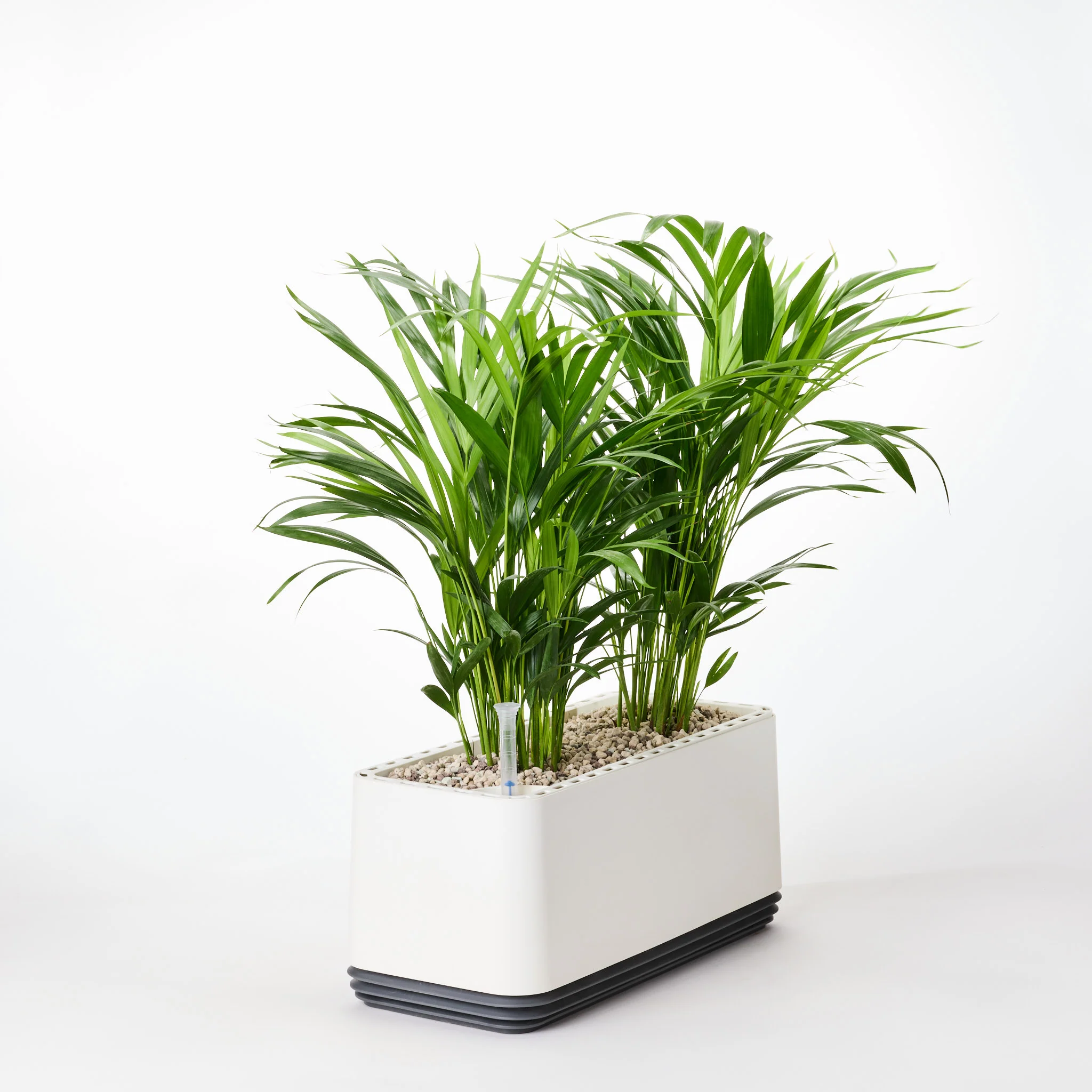 AIRY System L Goldfruchtpalme - Image 27