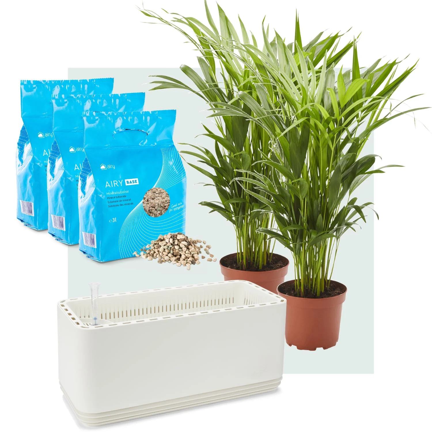 AIRY System L Goldfruchtpalme - Image 3