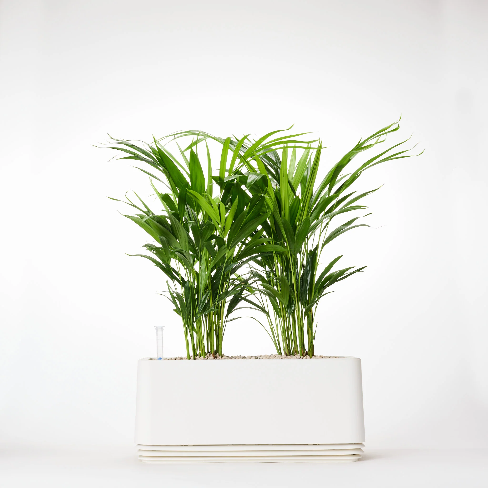 AIRY System L Goldfruchtpalme - Image 9