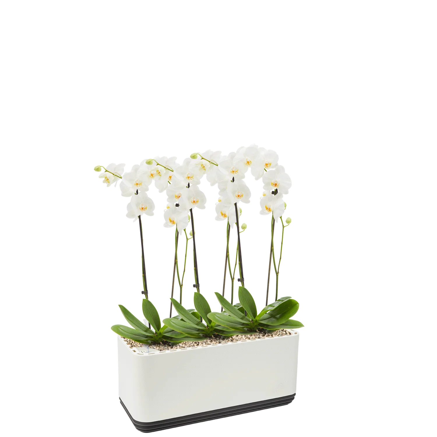 AIRY System L Orchideen - Image 10