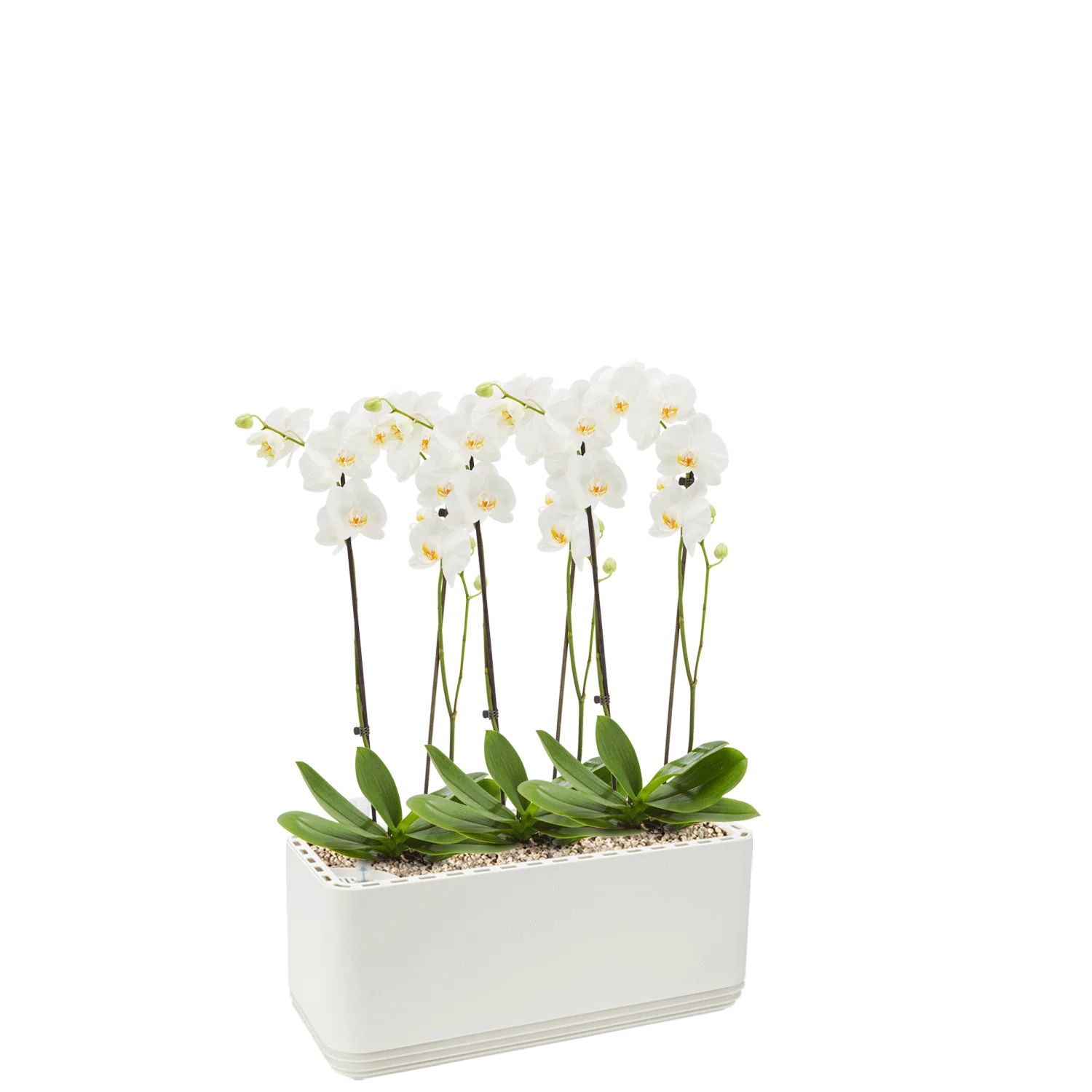 AIRY System L Orchideen - Image 11