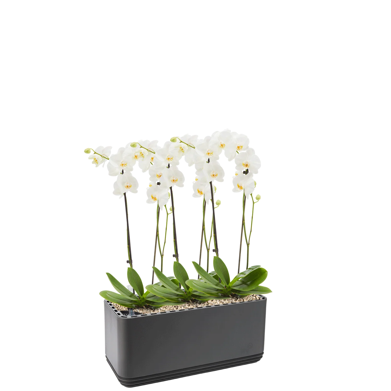 AIRY System L Orchideen - Image 12