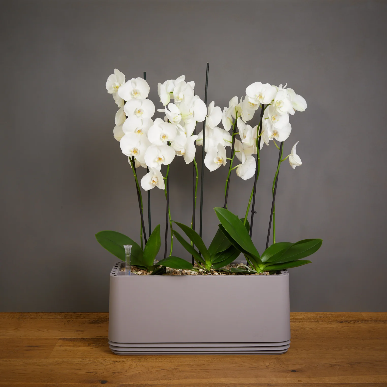 AIRY System L Orchideen - Image 14