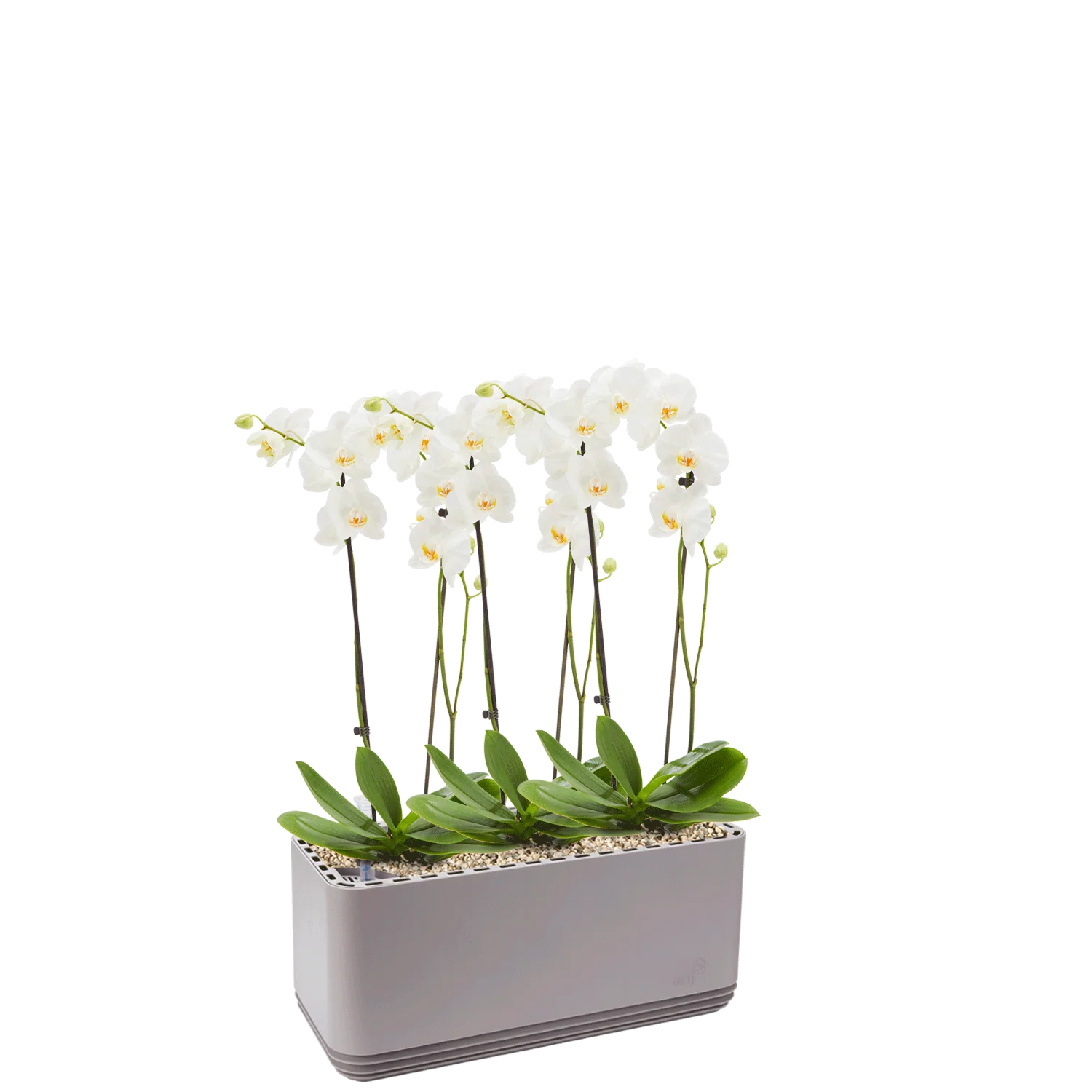 AIRY System L Orchideen - Image 9