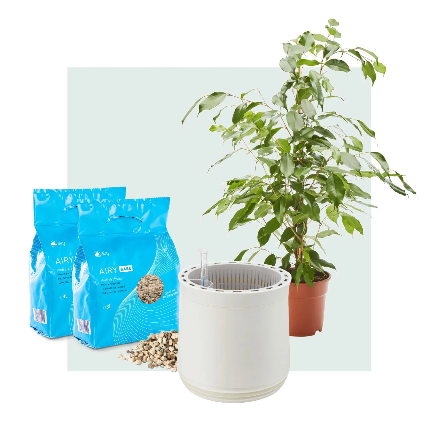 AIRY System M mit Birkenfeige - Image 4