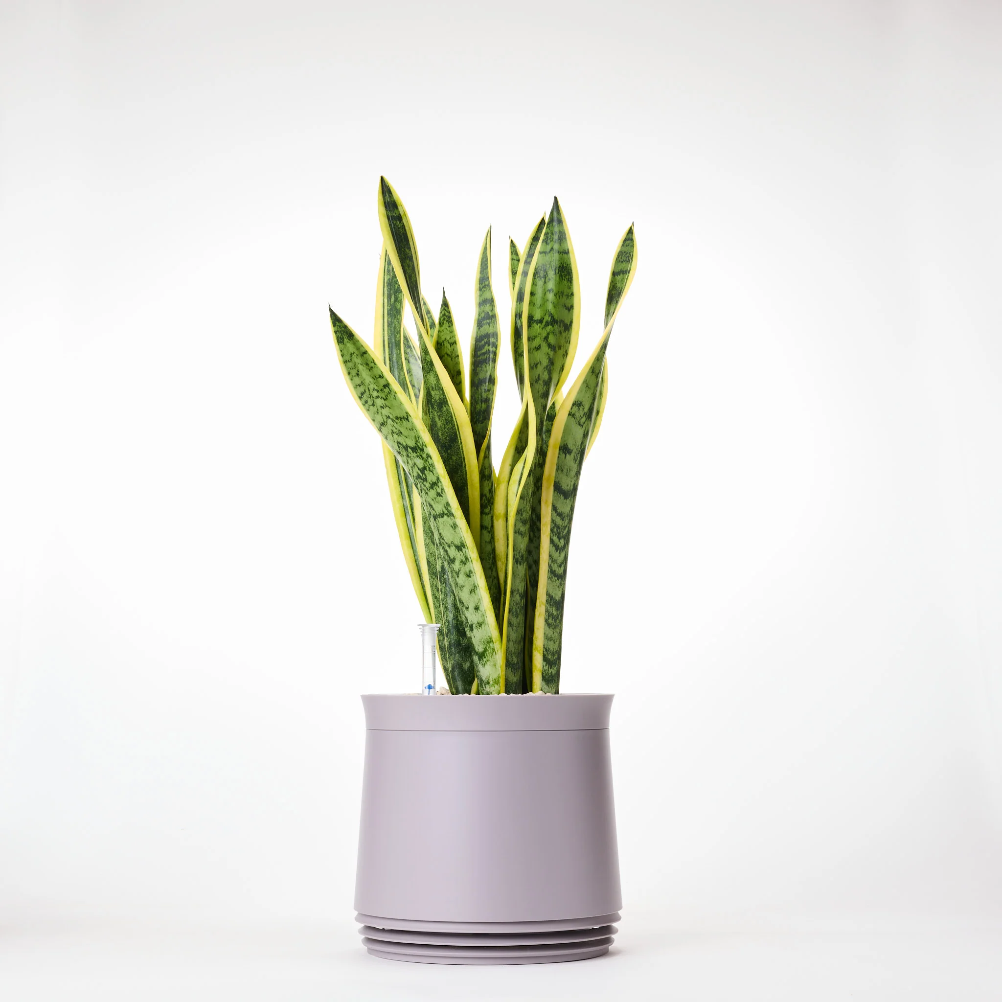 AIRY System M Bogenhanf (Sansevieria Laurentii) - Image 11