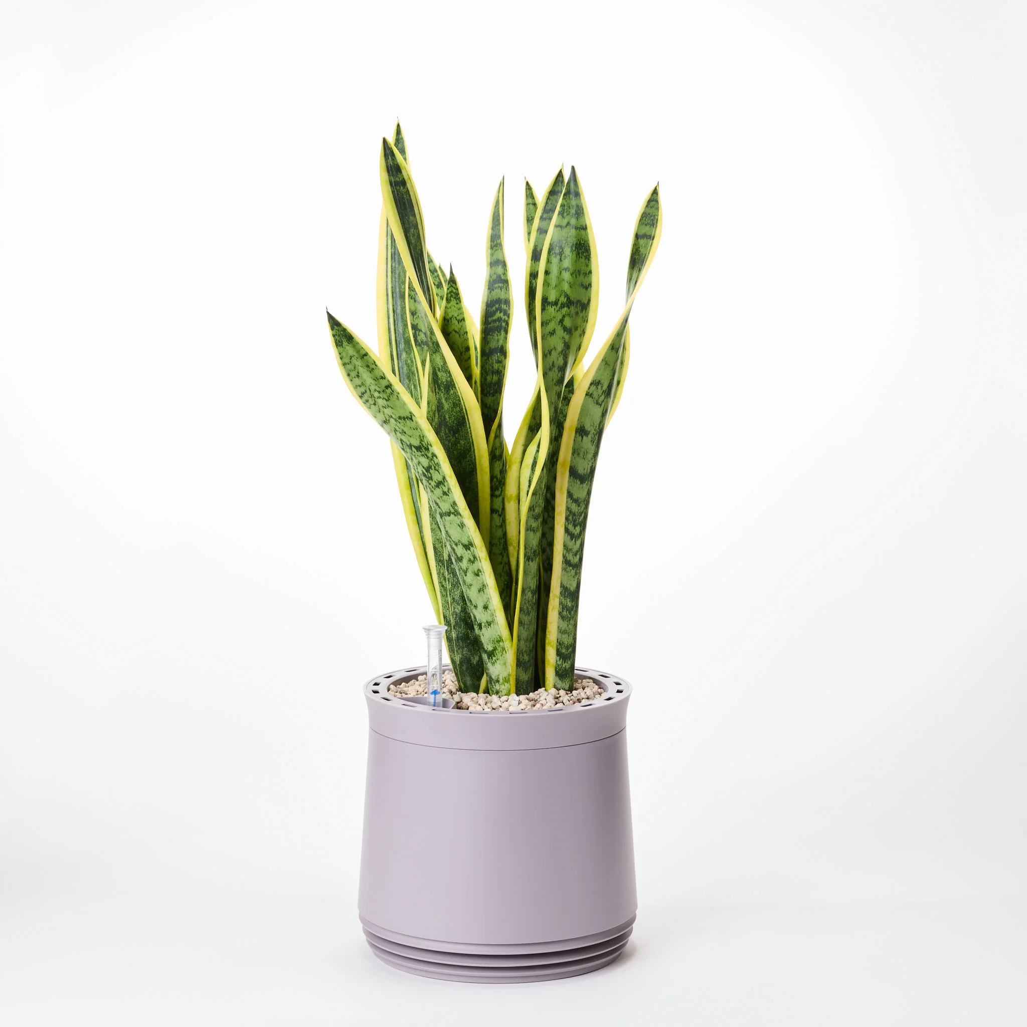 AIRY System M Bogenhanf (Sansevieria Laurentii) - Image 12