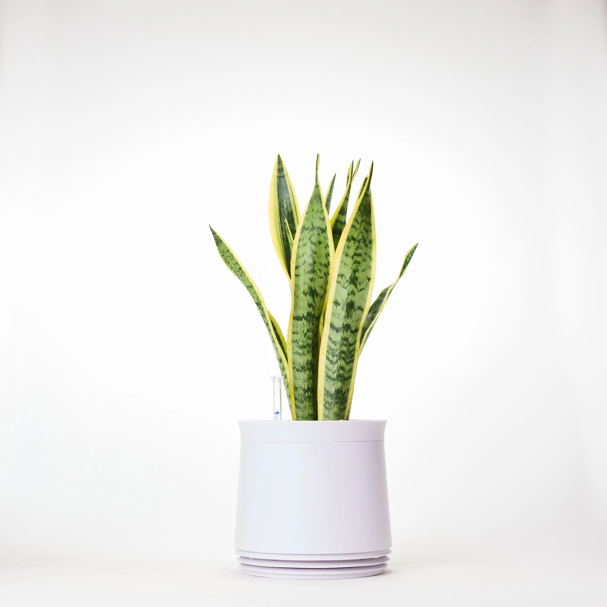 AIRY System M Bogenhanf (Sansevieria Laurentii) - Image 13