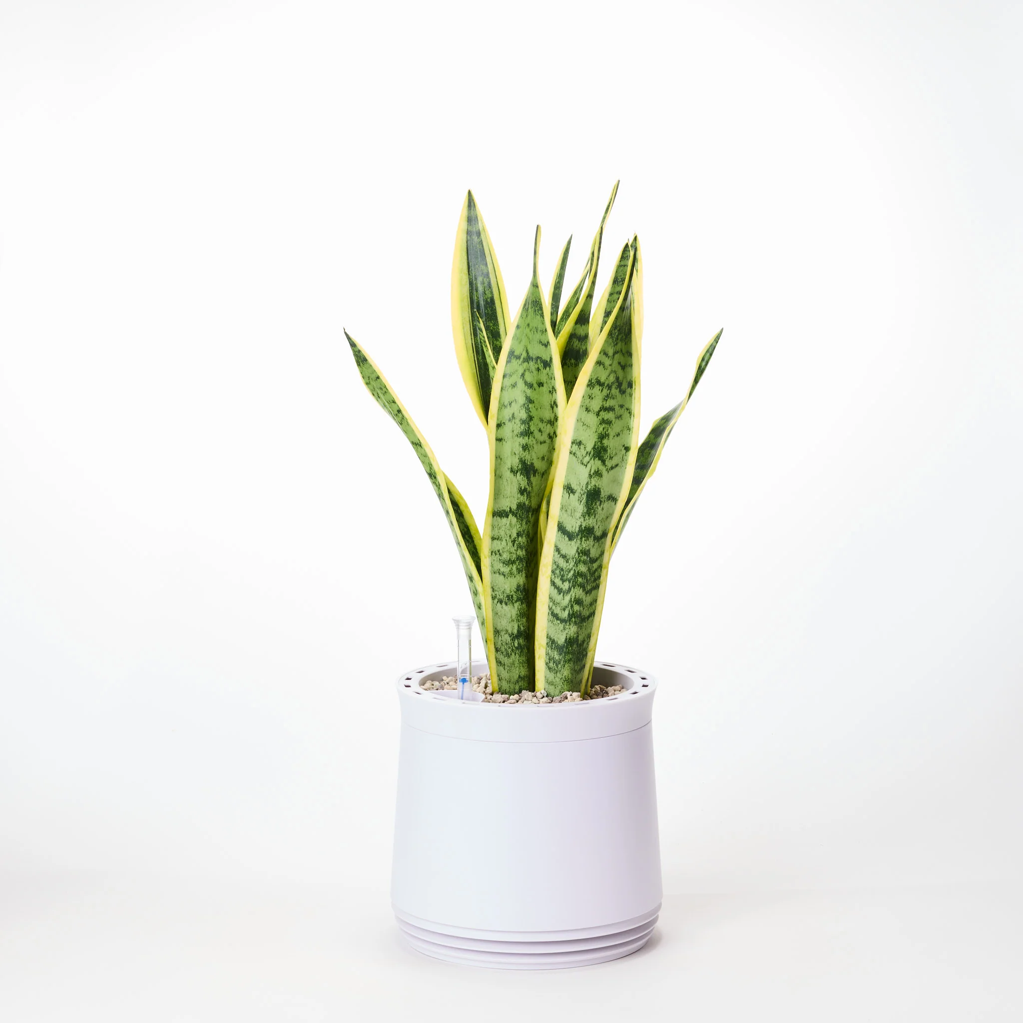AIRY System M Bogenhanf (Sansevieria Laurentii) - Image 14