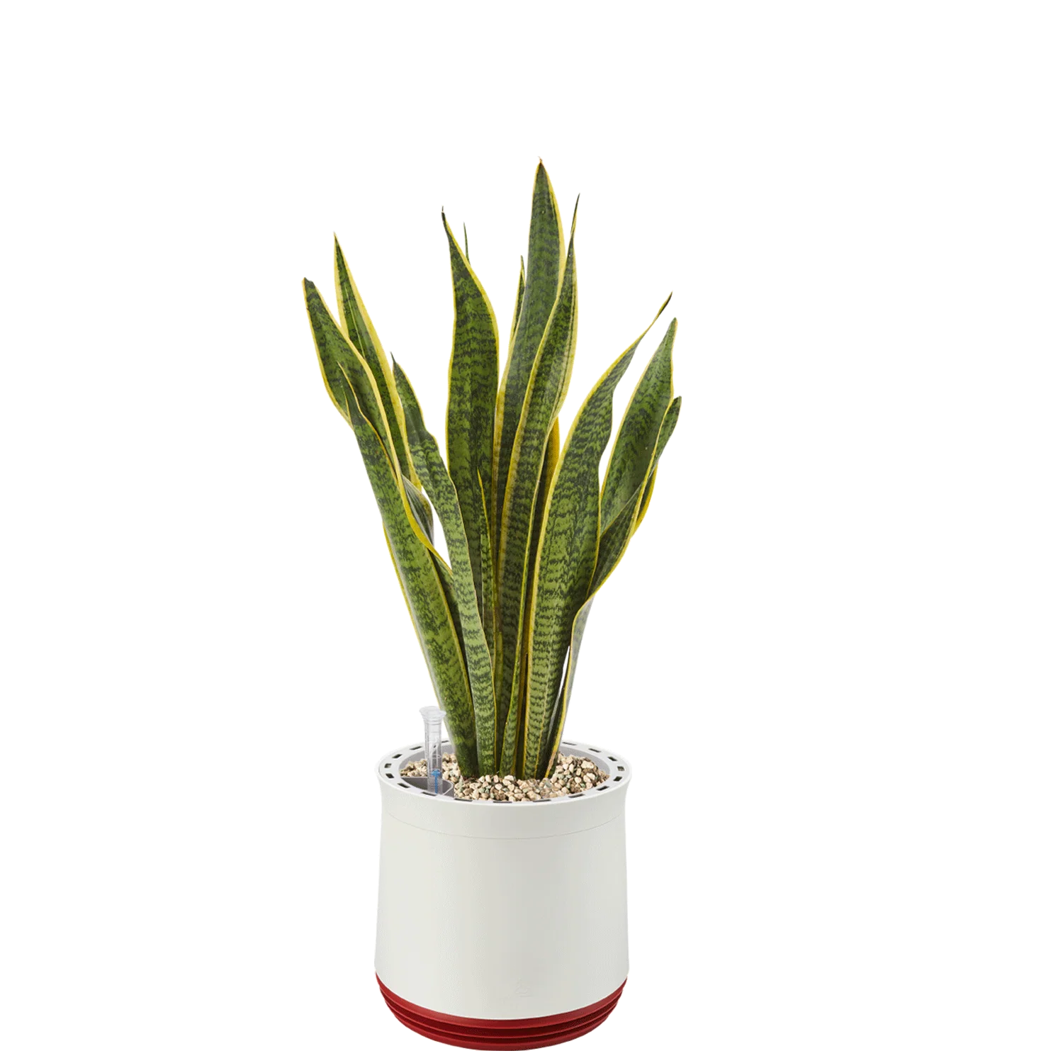 AIRY System M Bogenhanf (Sansevieria Laurentii) - Image 15