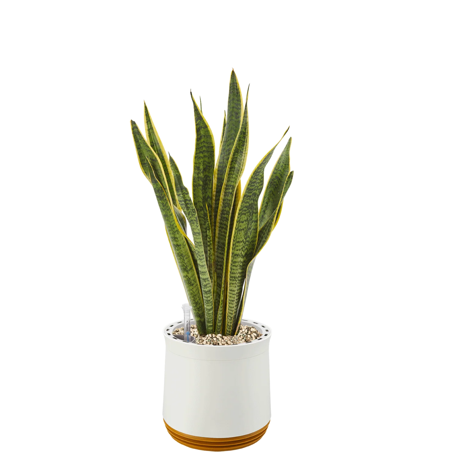 AIRY System M Bogenhanf (Sansevieria Laurentii) - Image 16
