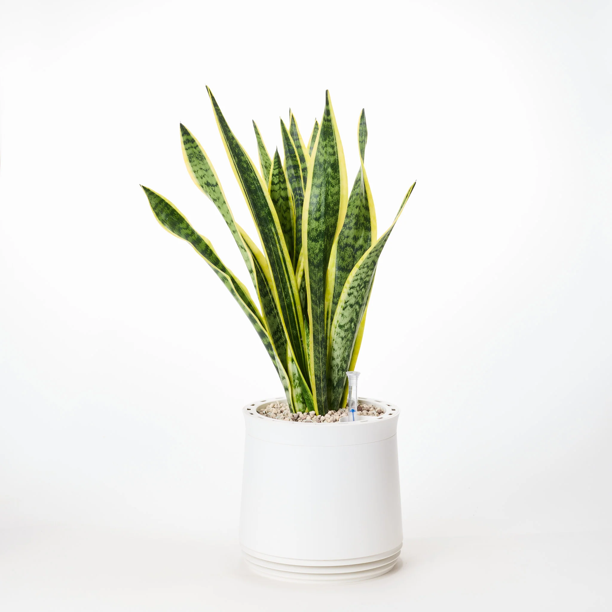 AIRY System M Bogenhanf (Sansevieria Laurentii) - Image 17