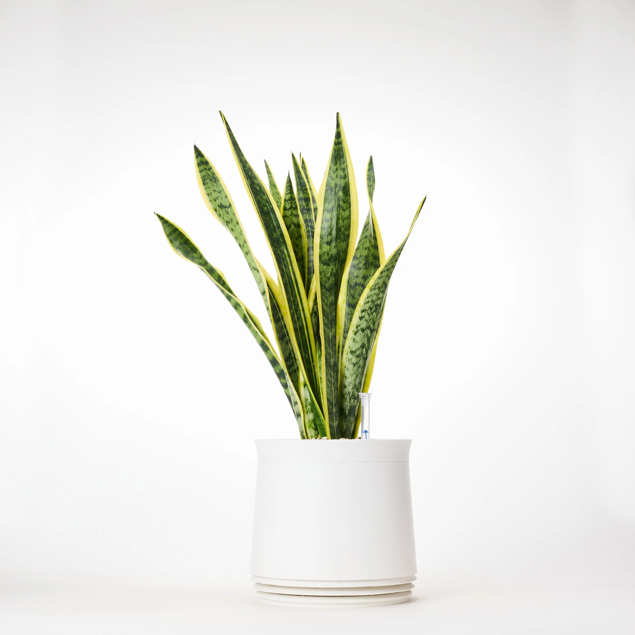 AIRY System M Bogenhanf (Sansevieria Laurentii) - Image 18