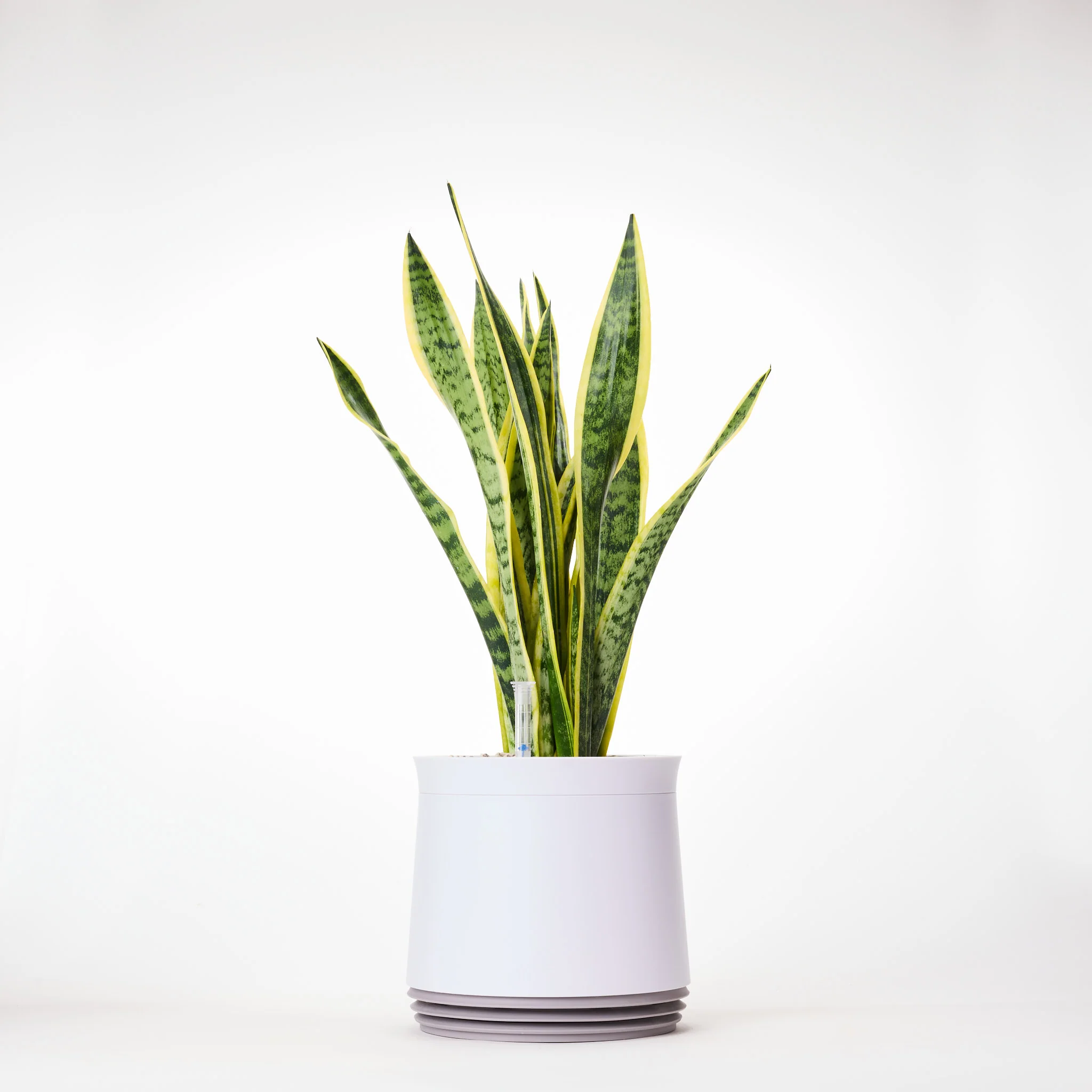AIRY System M Bogenhanf (Sansevieria Laurentii) - Image 19
