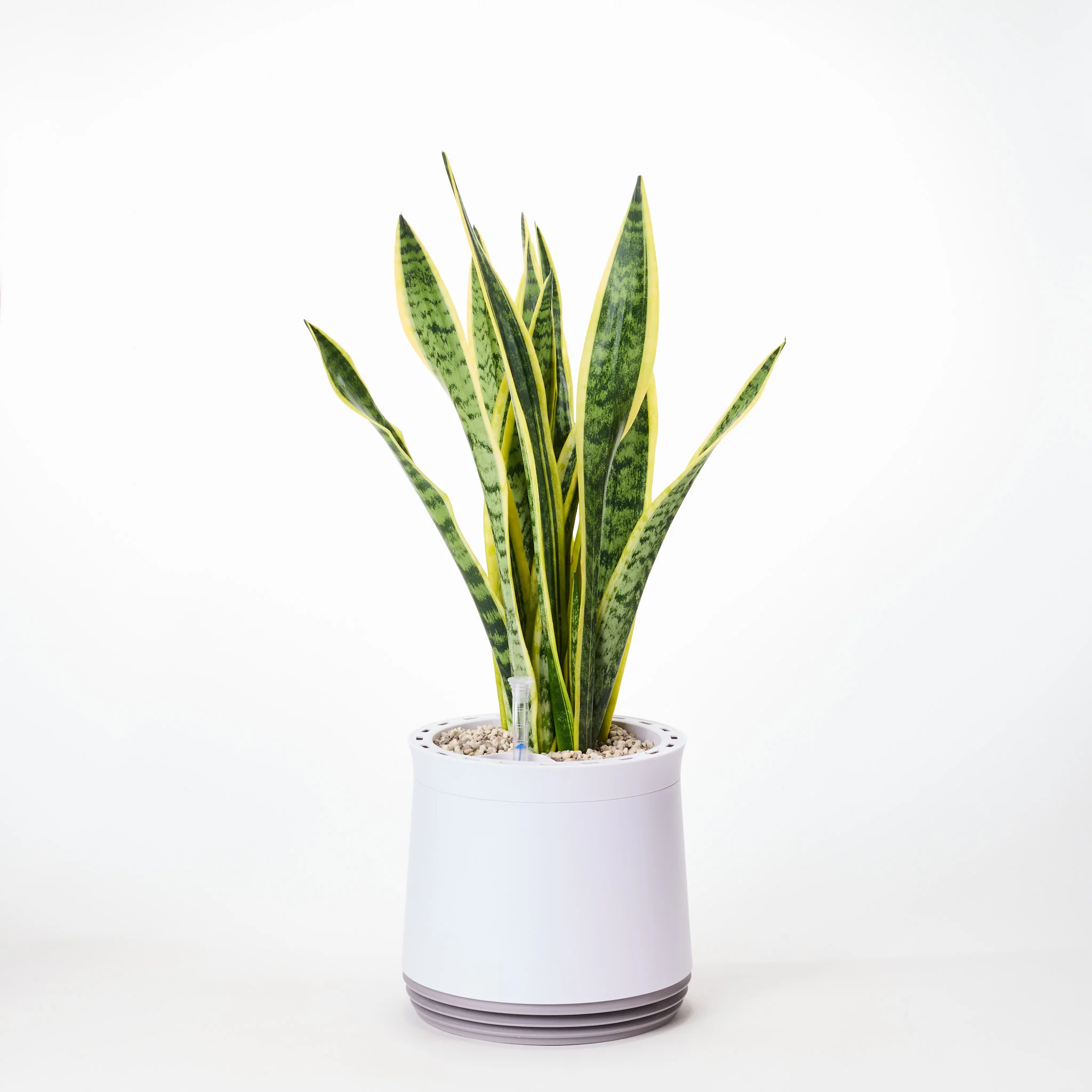 AIRY System M Bogenhanf (Sansevieria Laurentii) - Image 20
