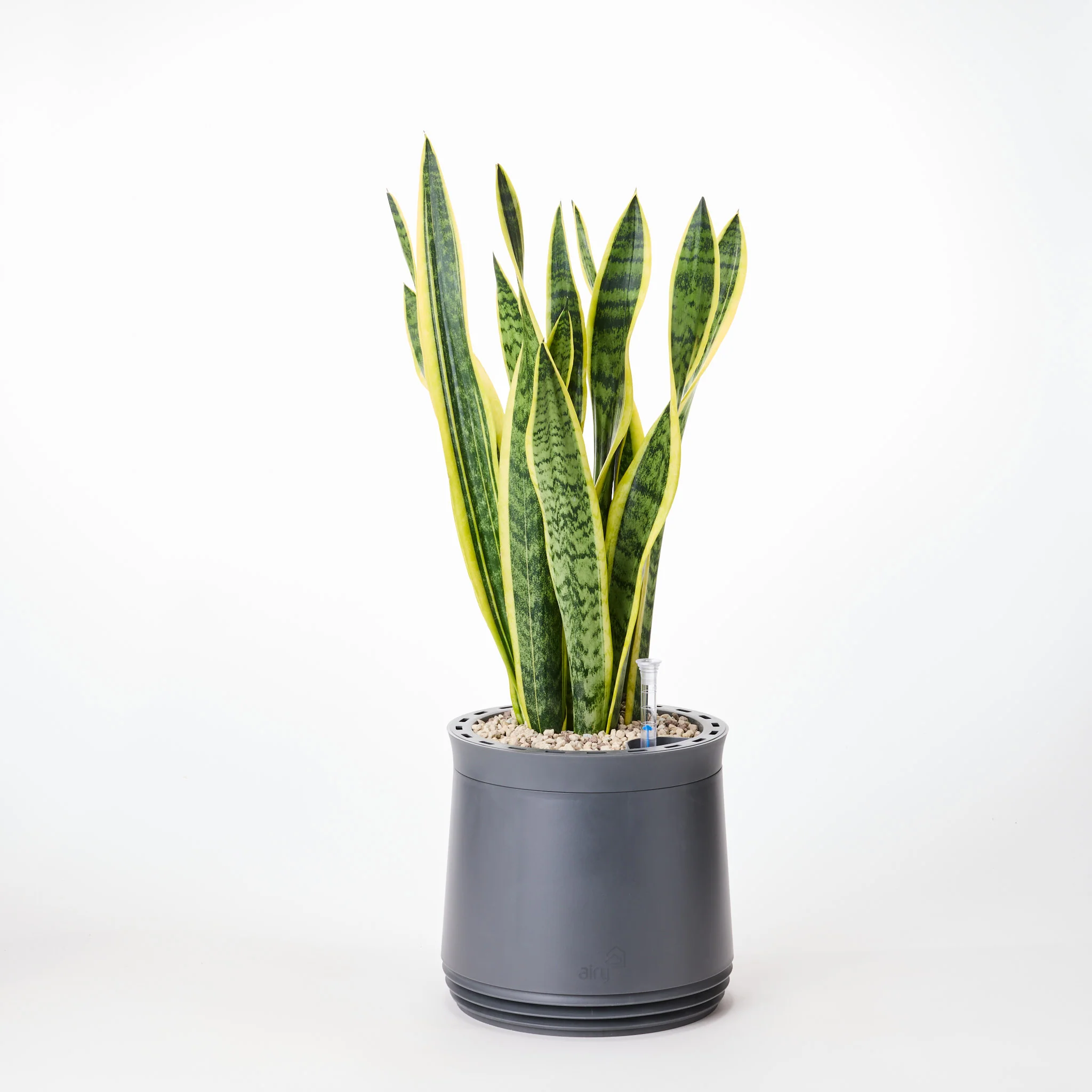 AIRY System M Bogenhanf (Sansevieria Laurentii) - Image 21