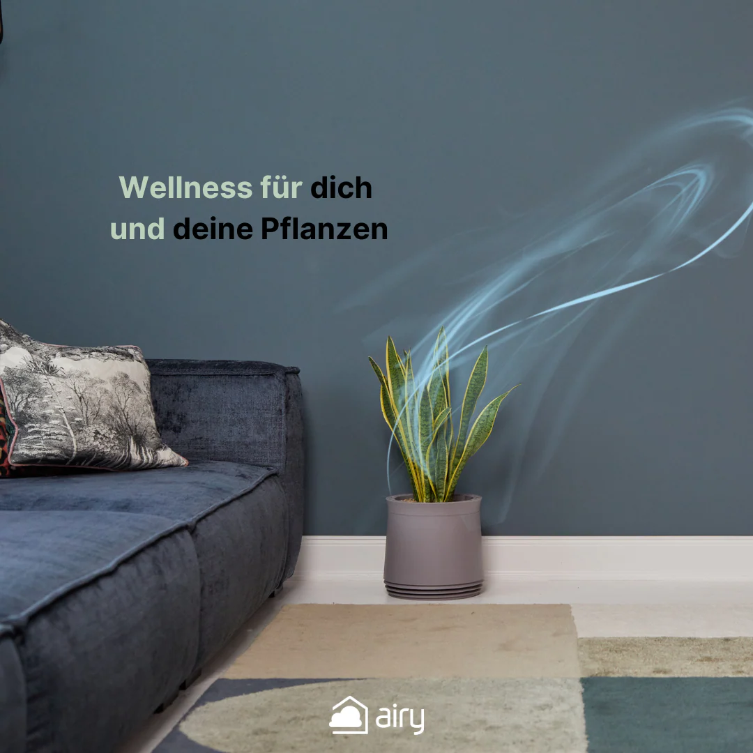 AIRY System M Bogenhanf (Sansevieria Laurentii) - Image 9