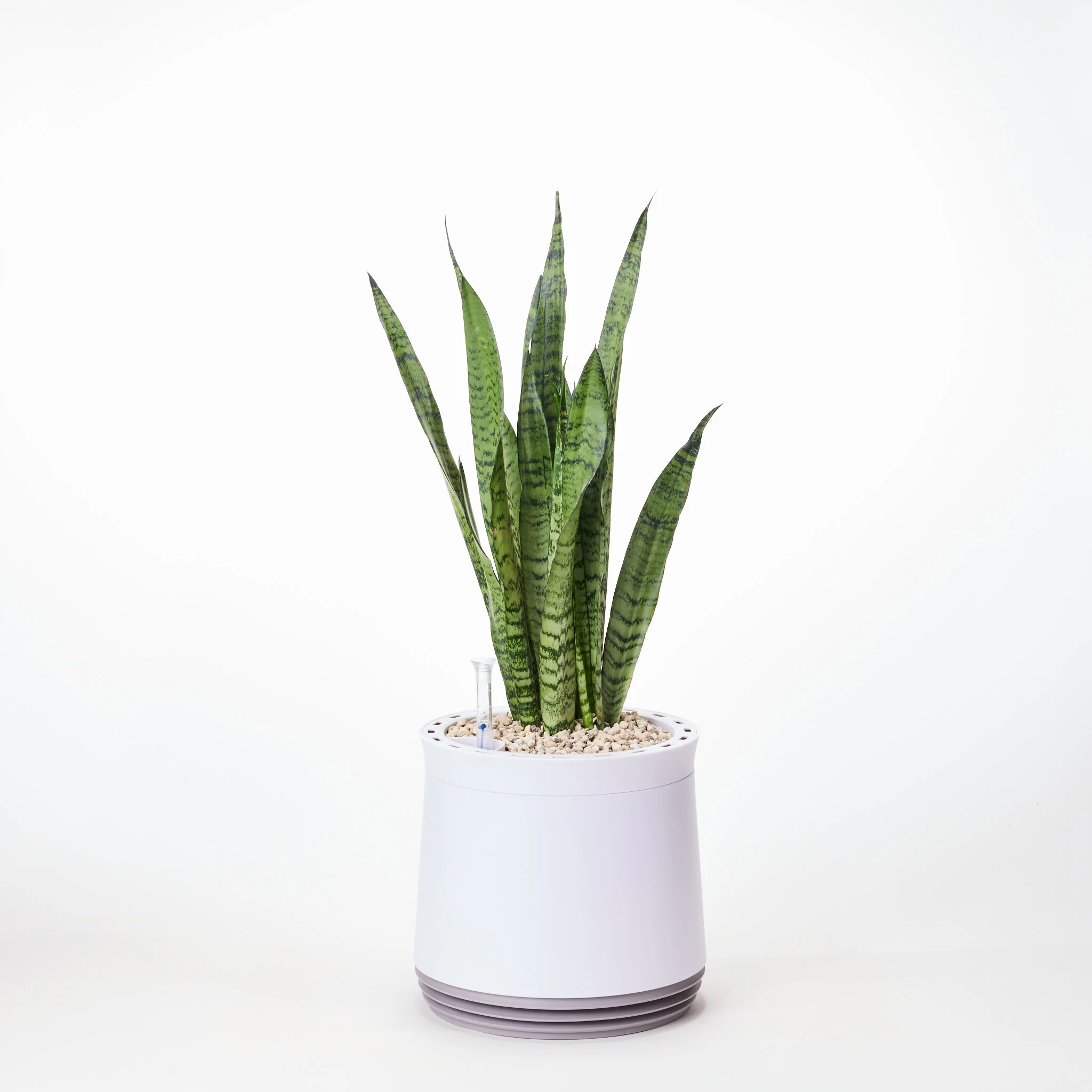 AIRY System M Bogenhanf Zeylanica - Image 12