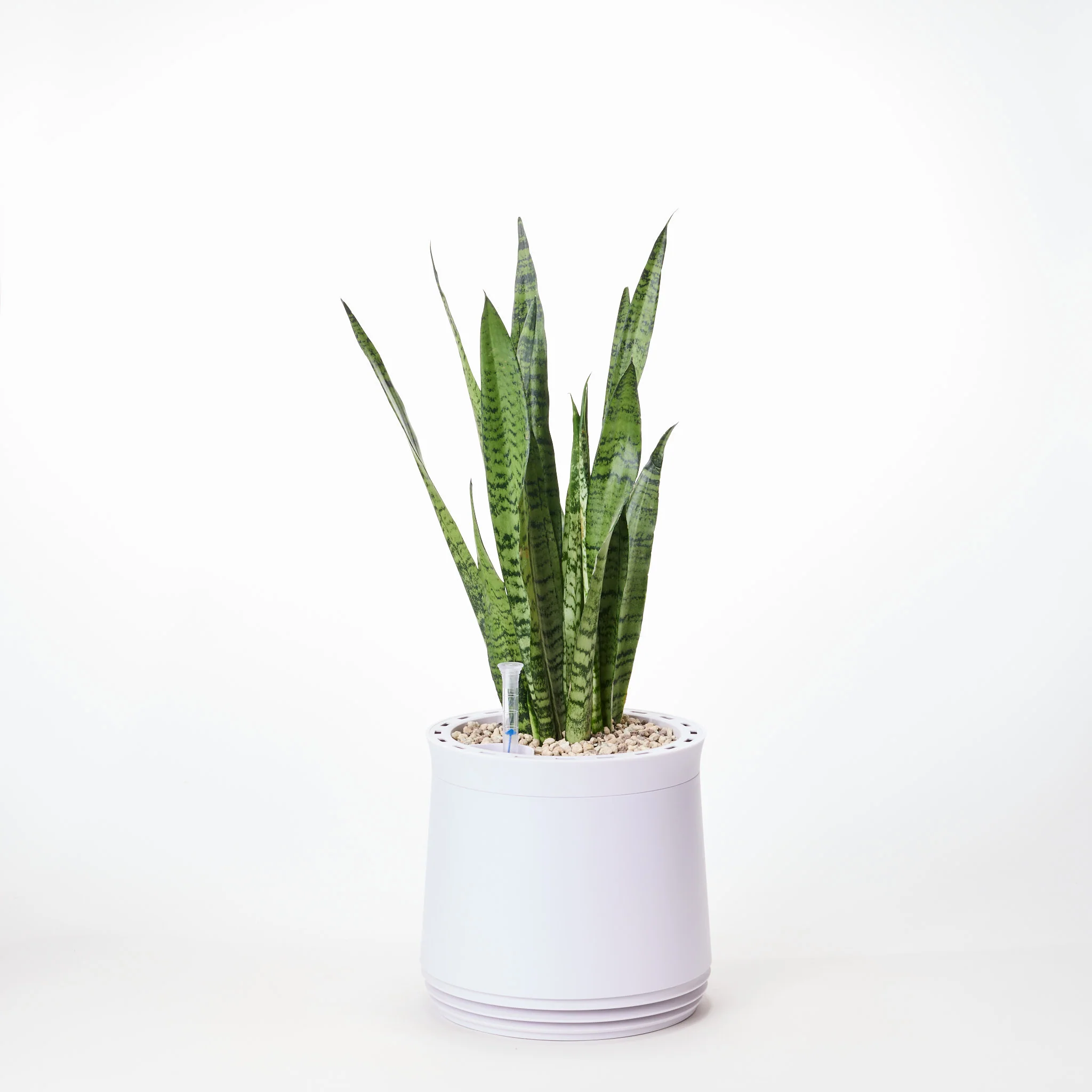 AIRY System M Bogenhanf Zeylanica - Image 17
