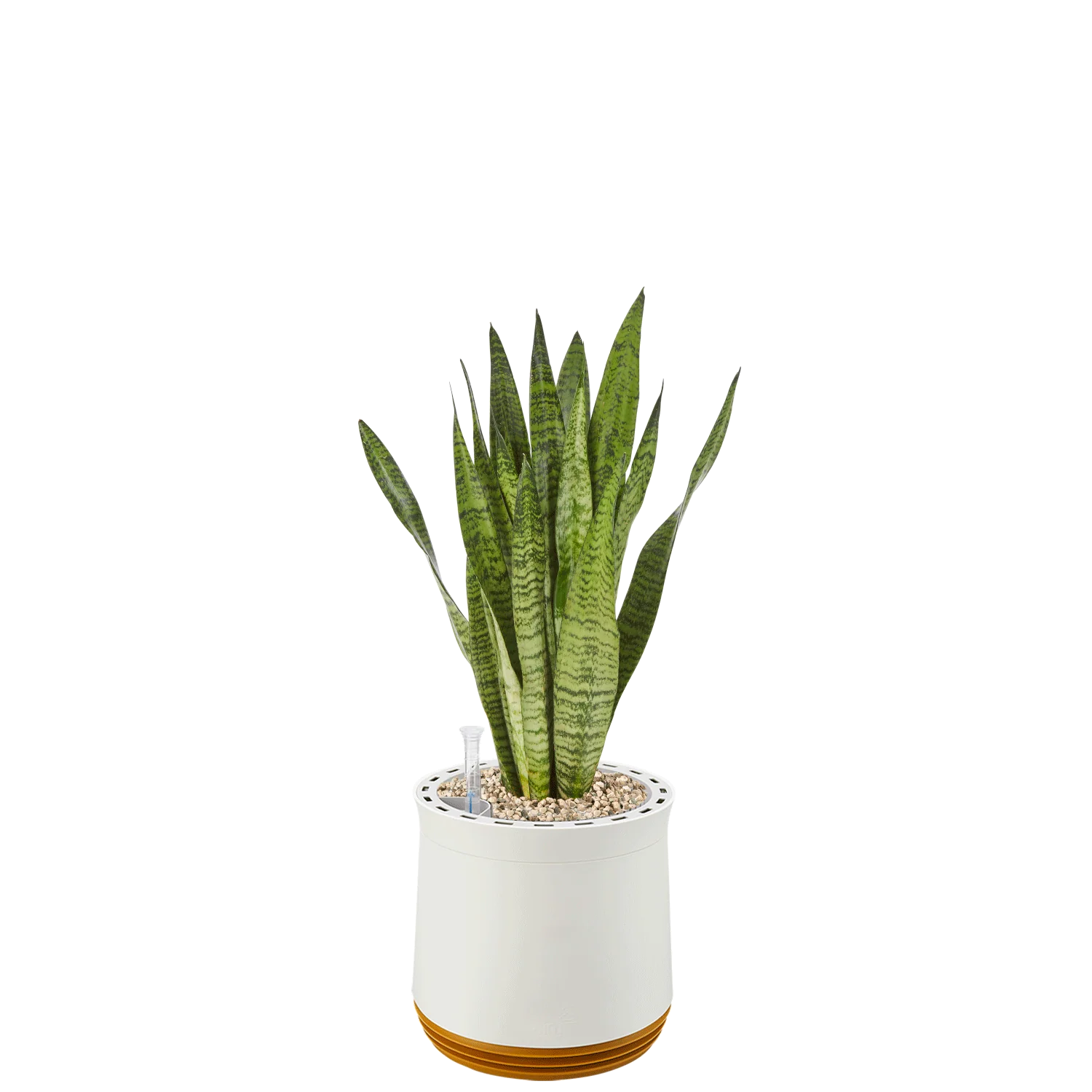 AIRY System M Bogenhanf Zeylanica - Image 19