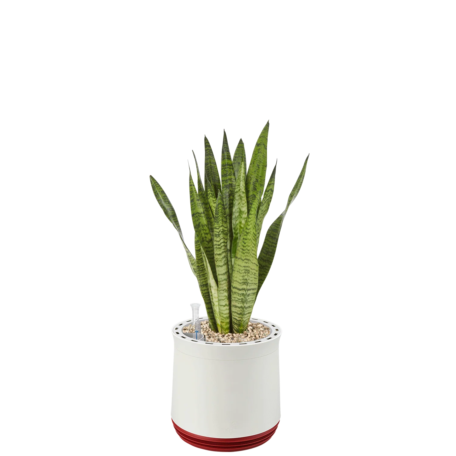 AIRY System M Bogenhanf Zeylanica - Image 20