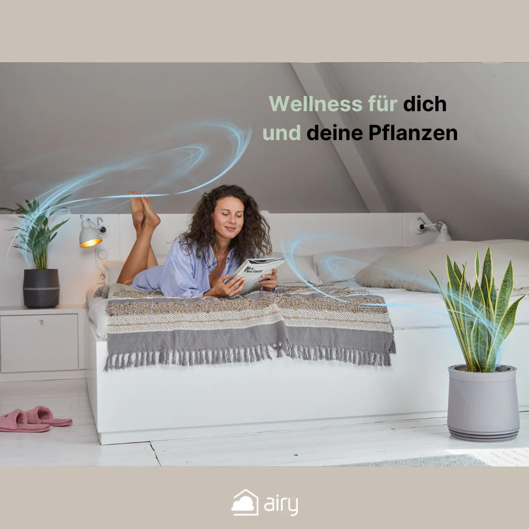 AIRY System M Bogenhanf Zeylanica - Image 8