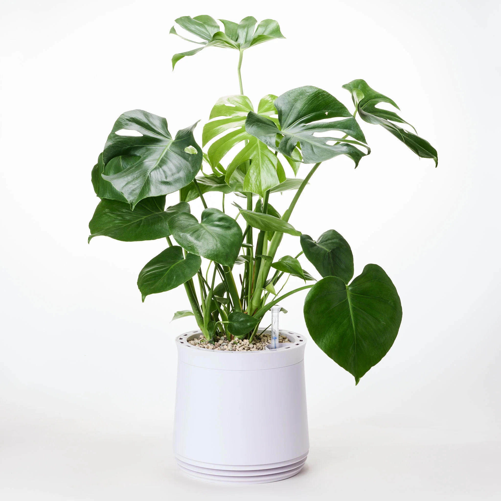 AIRY System M Monstera - Image 12