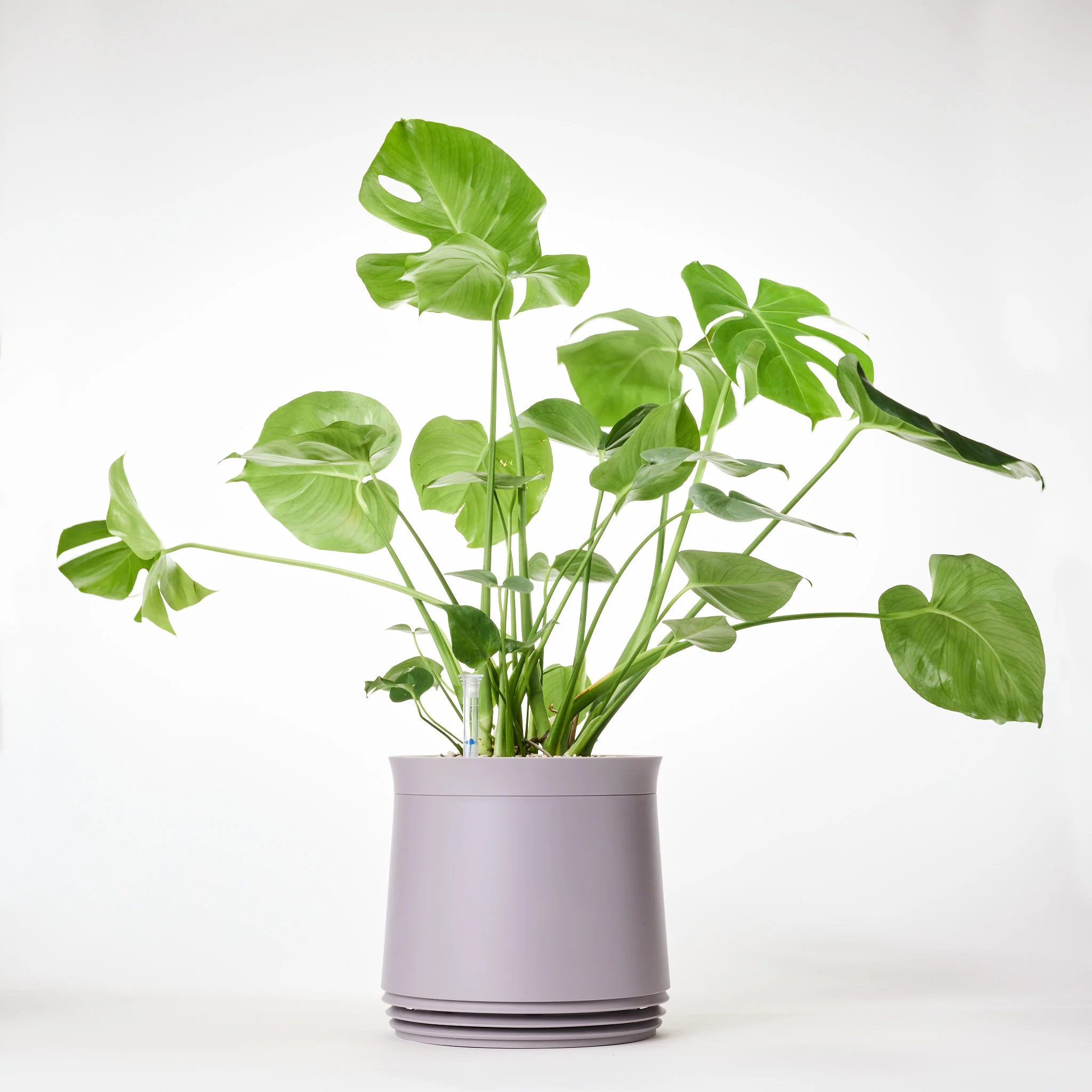 AIRY System M Monstera - Image 13