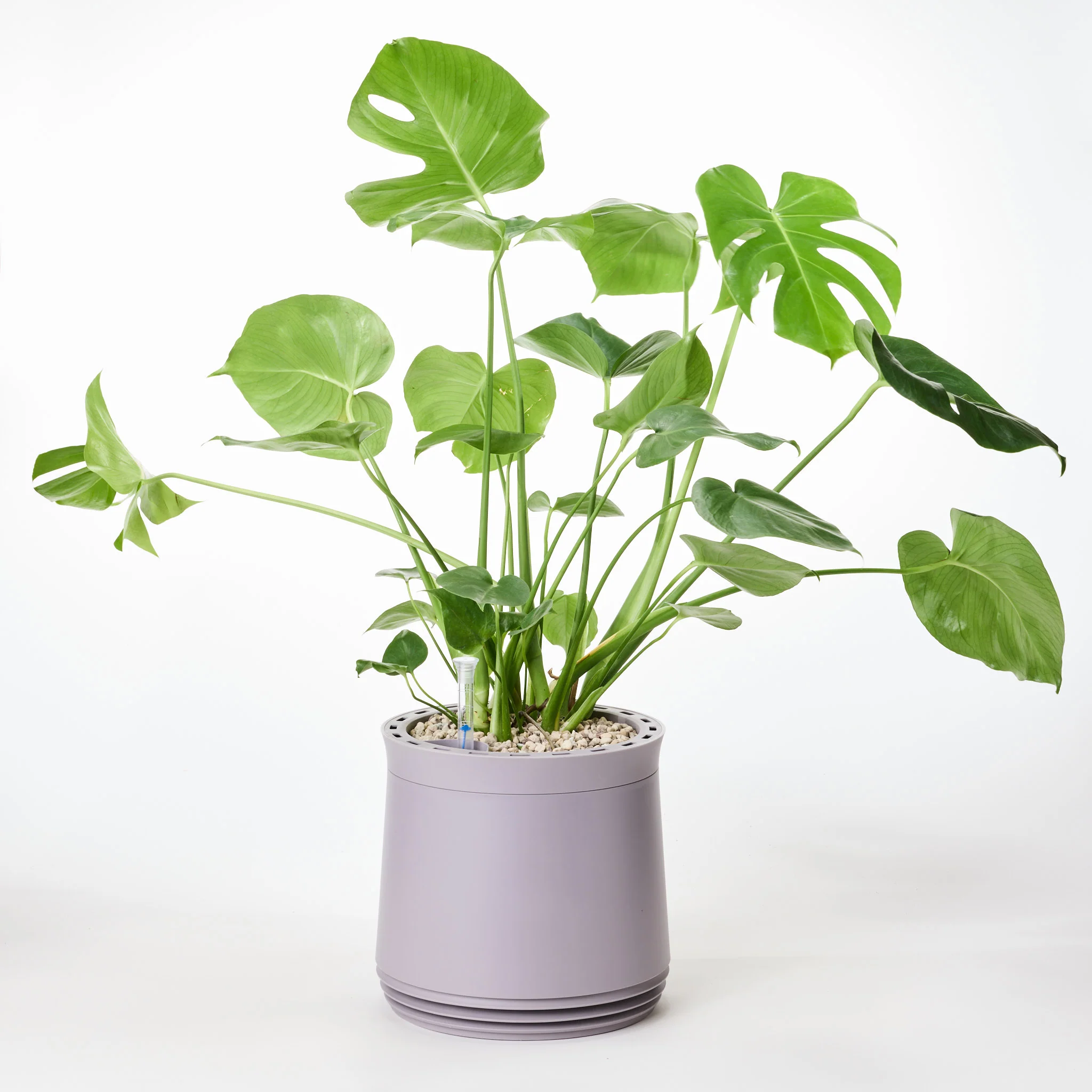 AIRY System M Monstera - Image 14