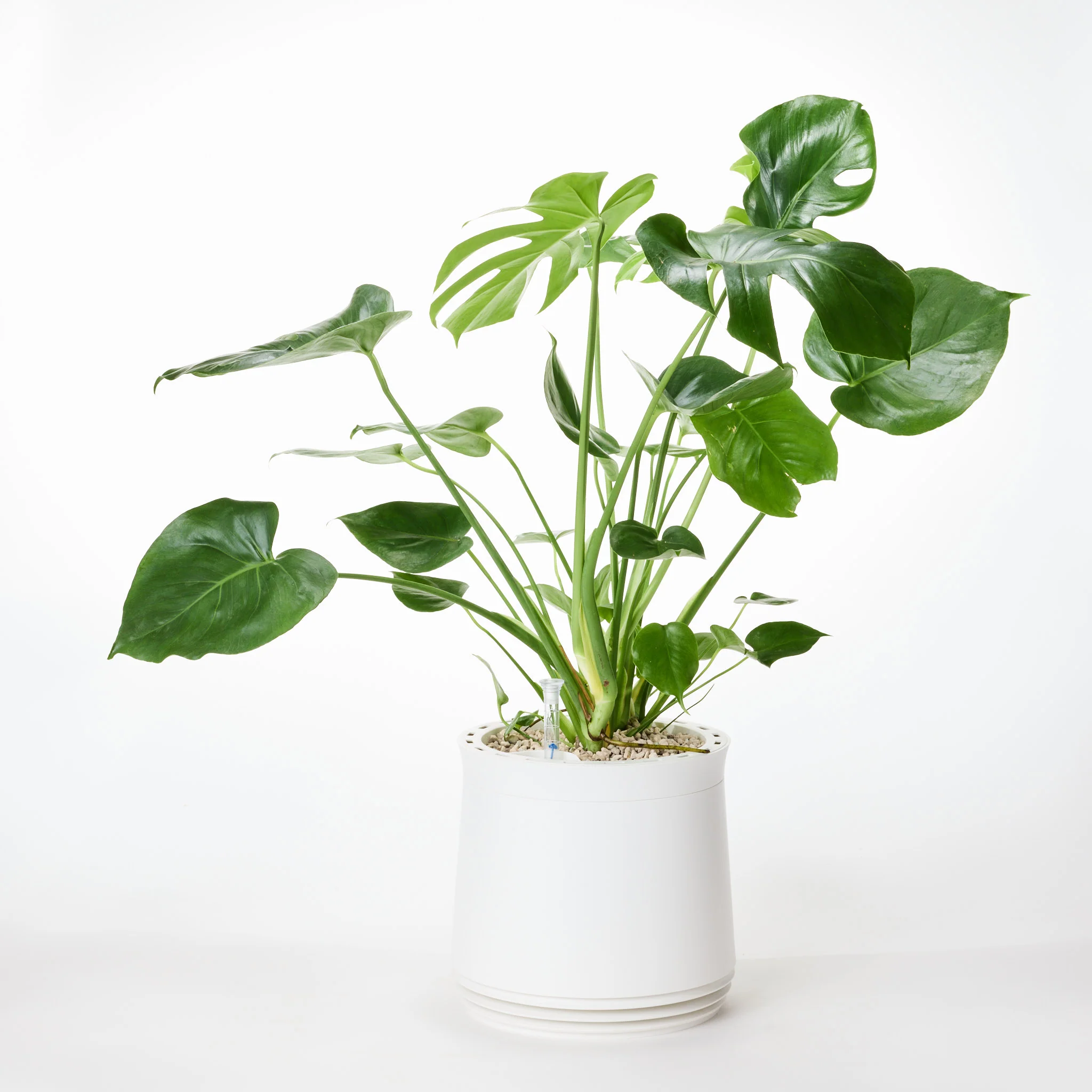 AIRY System M Monstera - Image 15