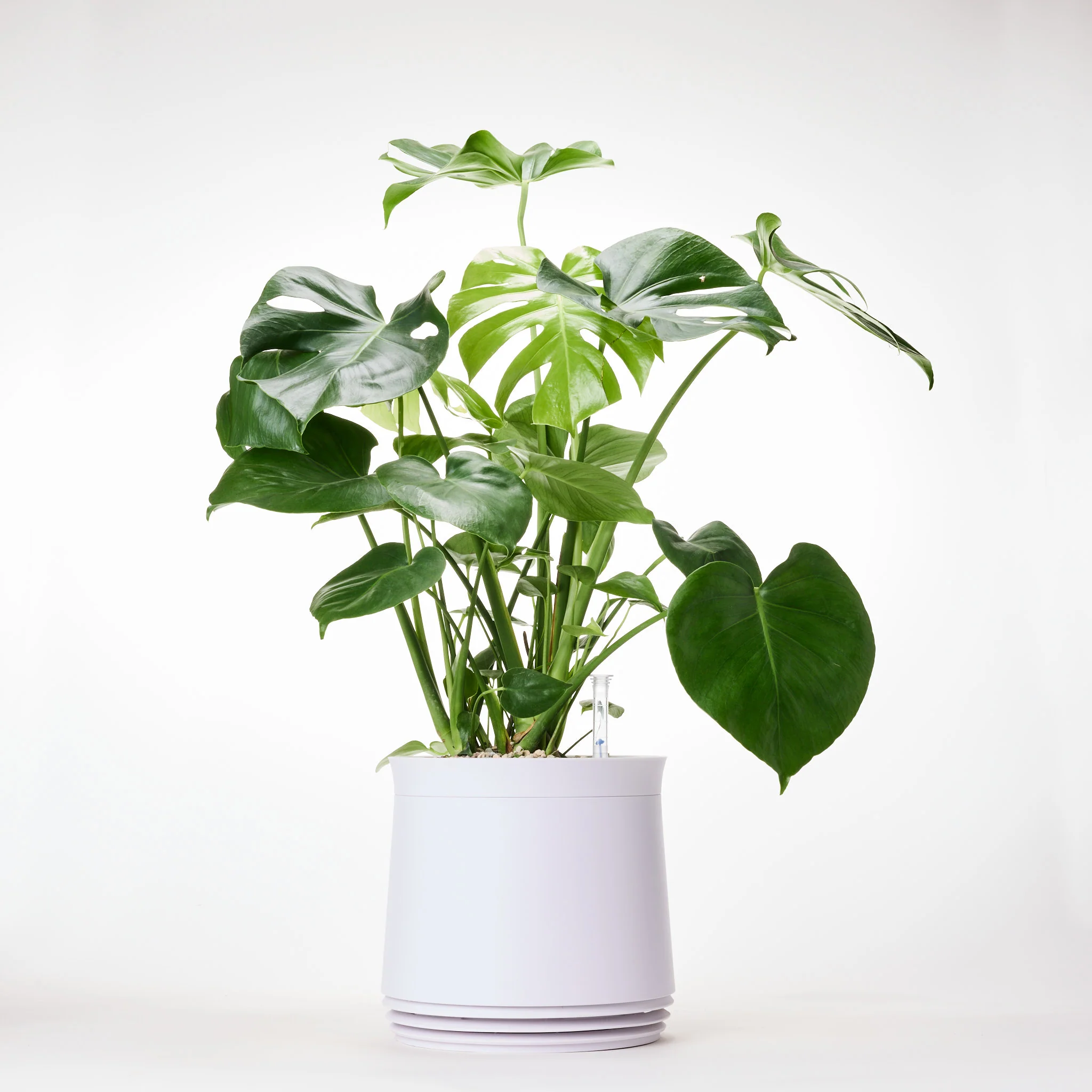 AIRY System M Monstera - Image 16