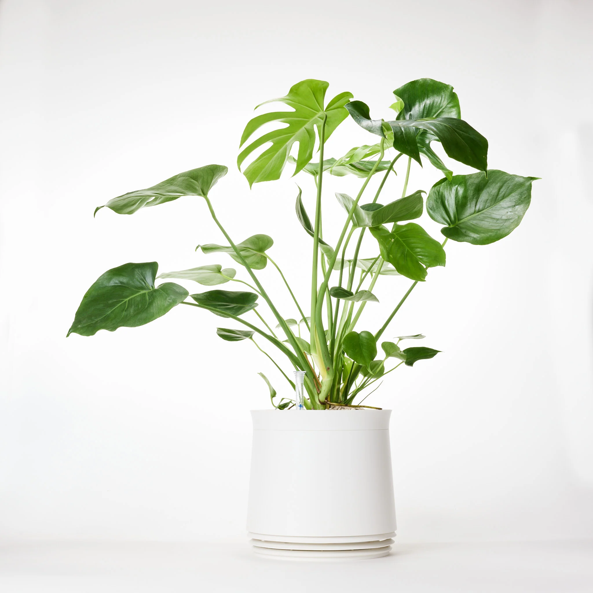 AIRY System M Monstera - Image 17