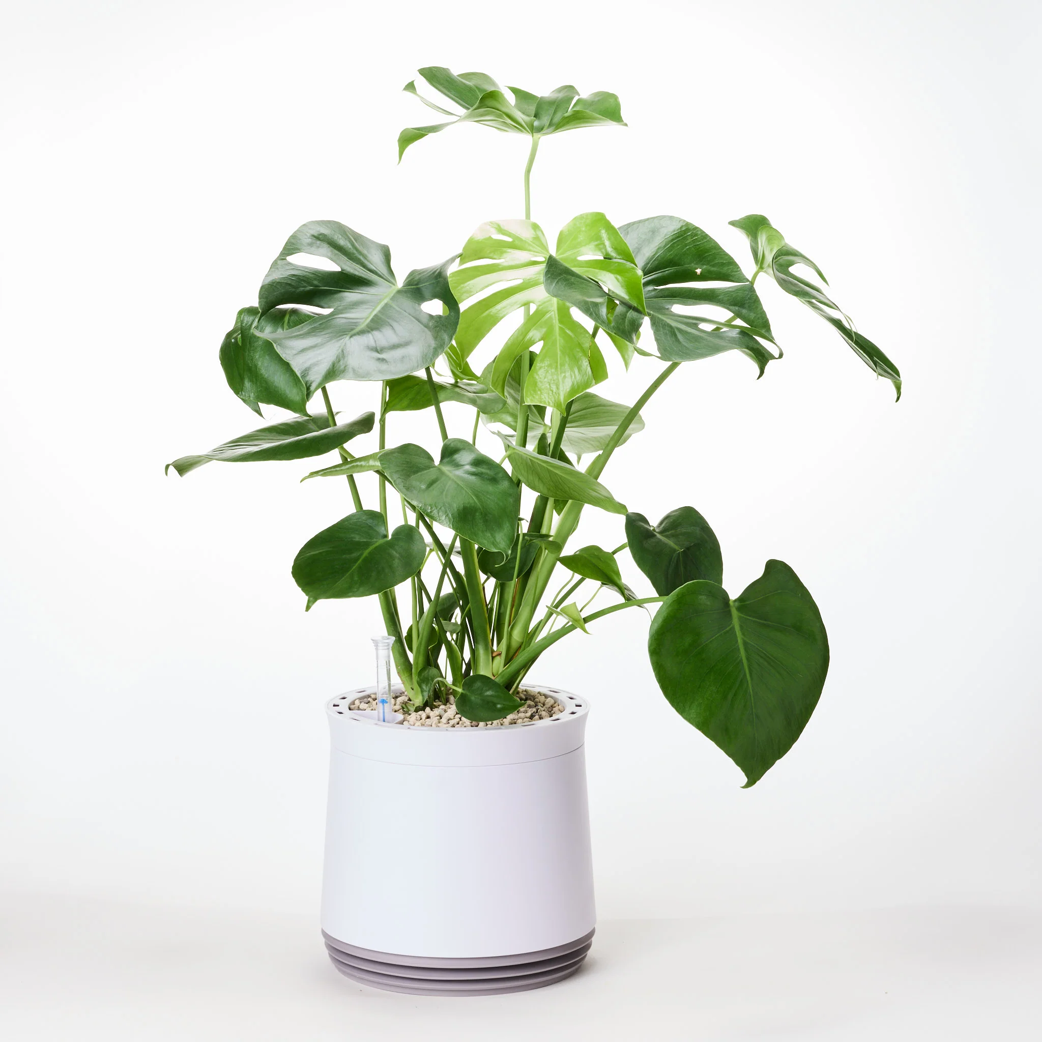 AIRY System M Monstera - Image 18