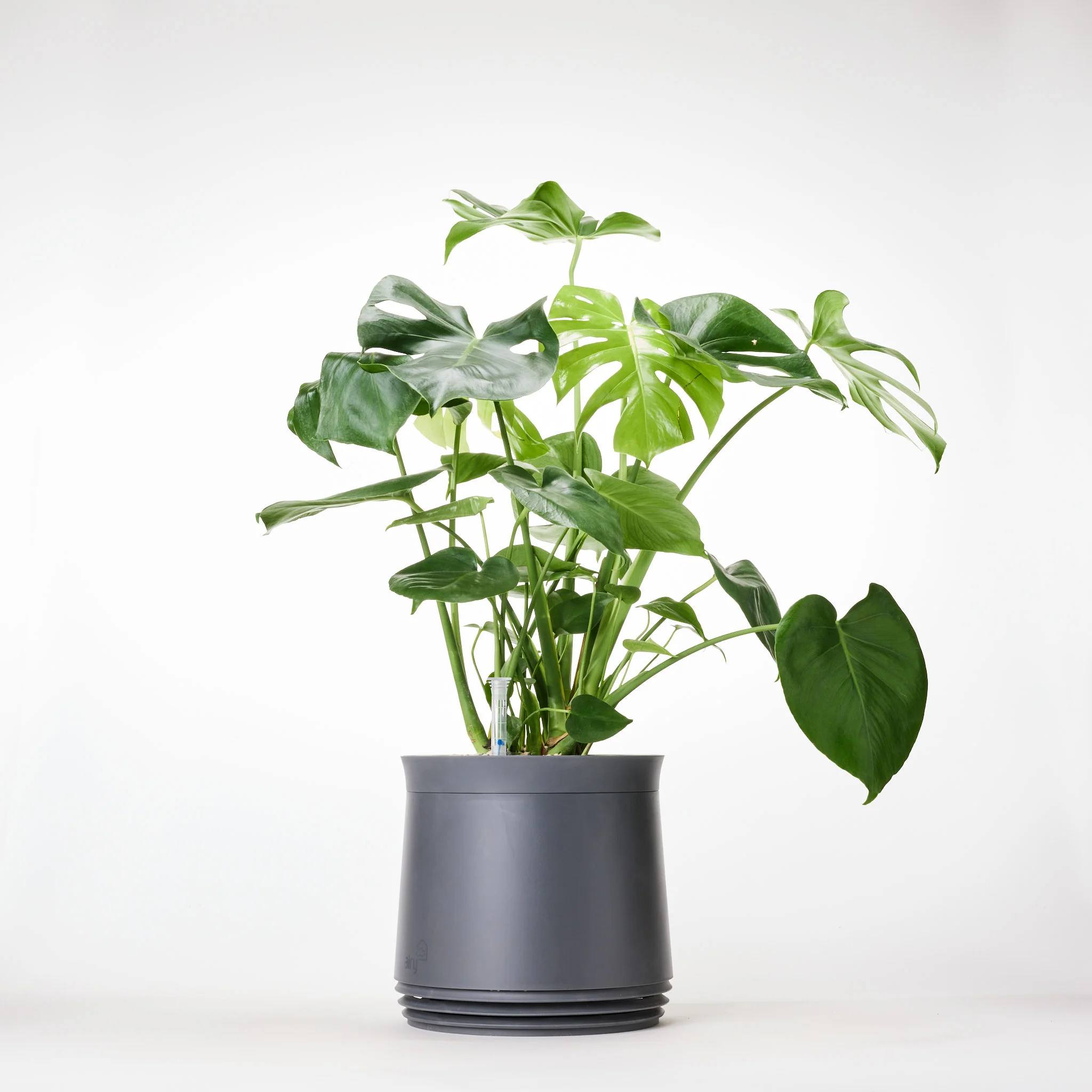 AIRY System M Monstera - Image 19