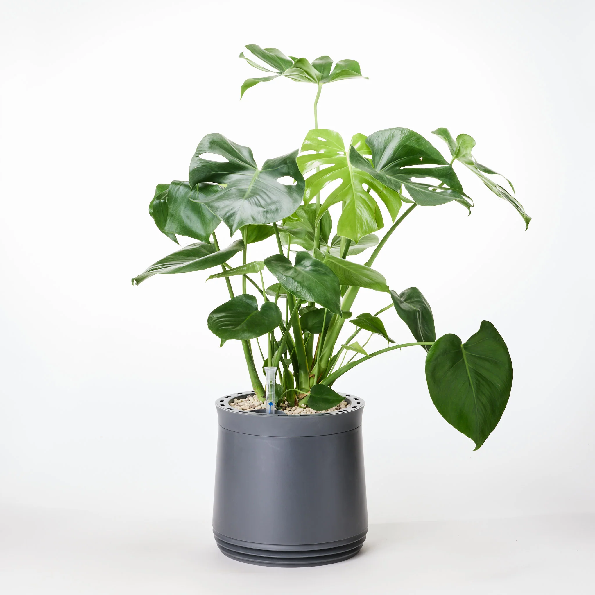 AIRY System M Monstera - Image 20