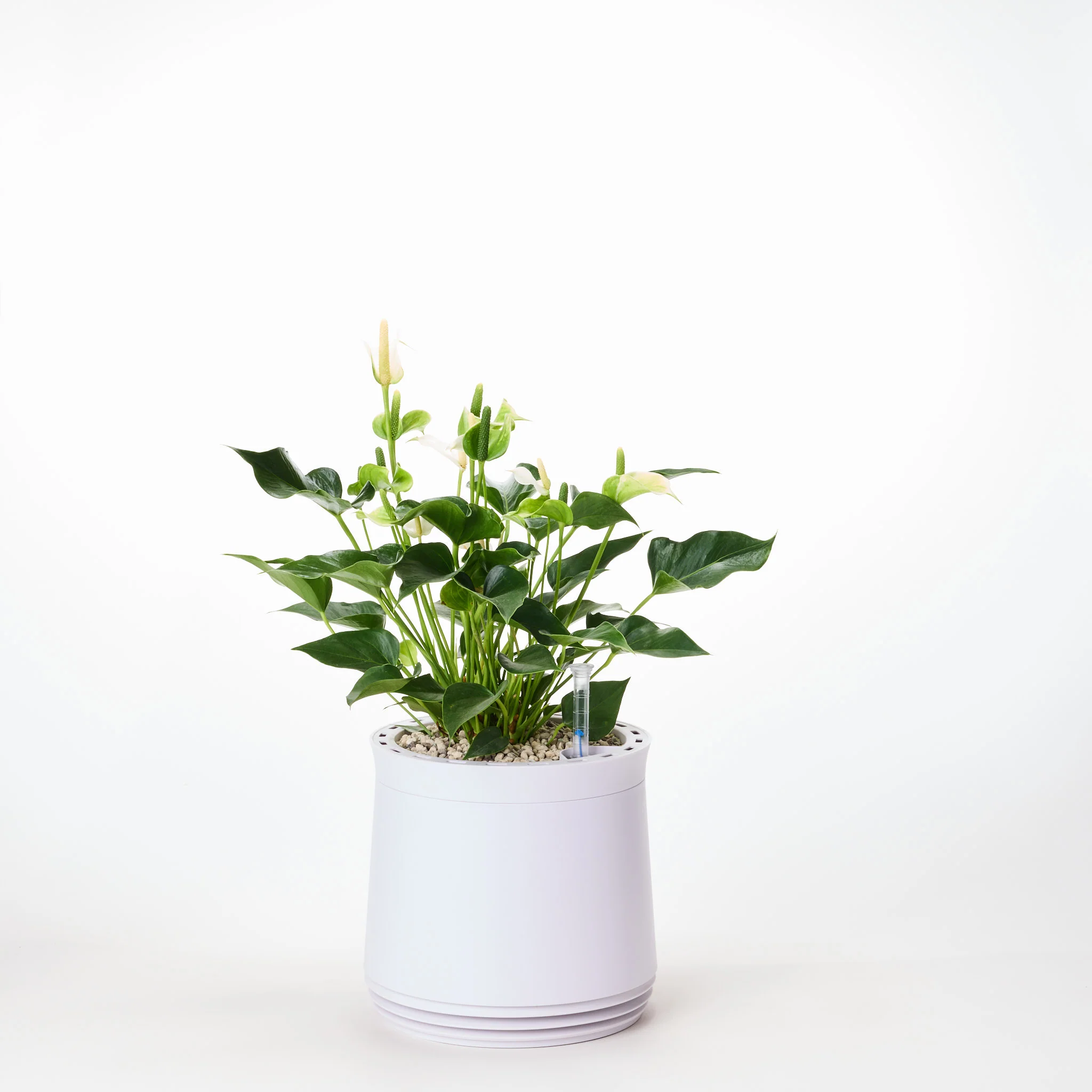 AIRY System M Flamingoblume Anthurie creme - Image 11