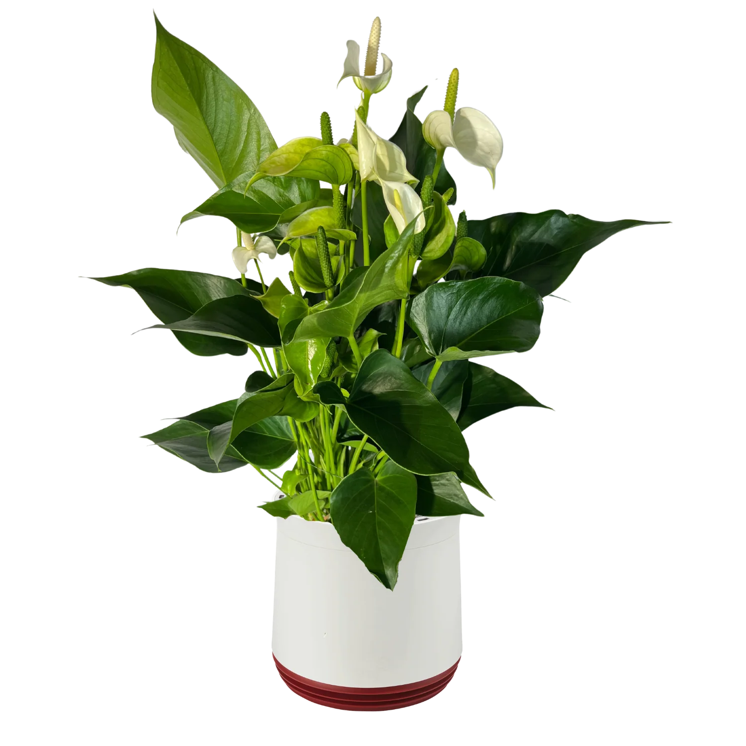 AIRY System M Flamingoblume Anthurie creme - Image 16