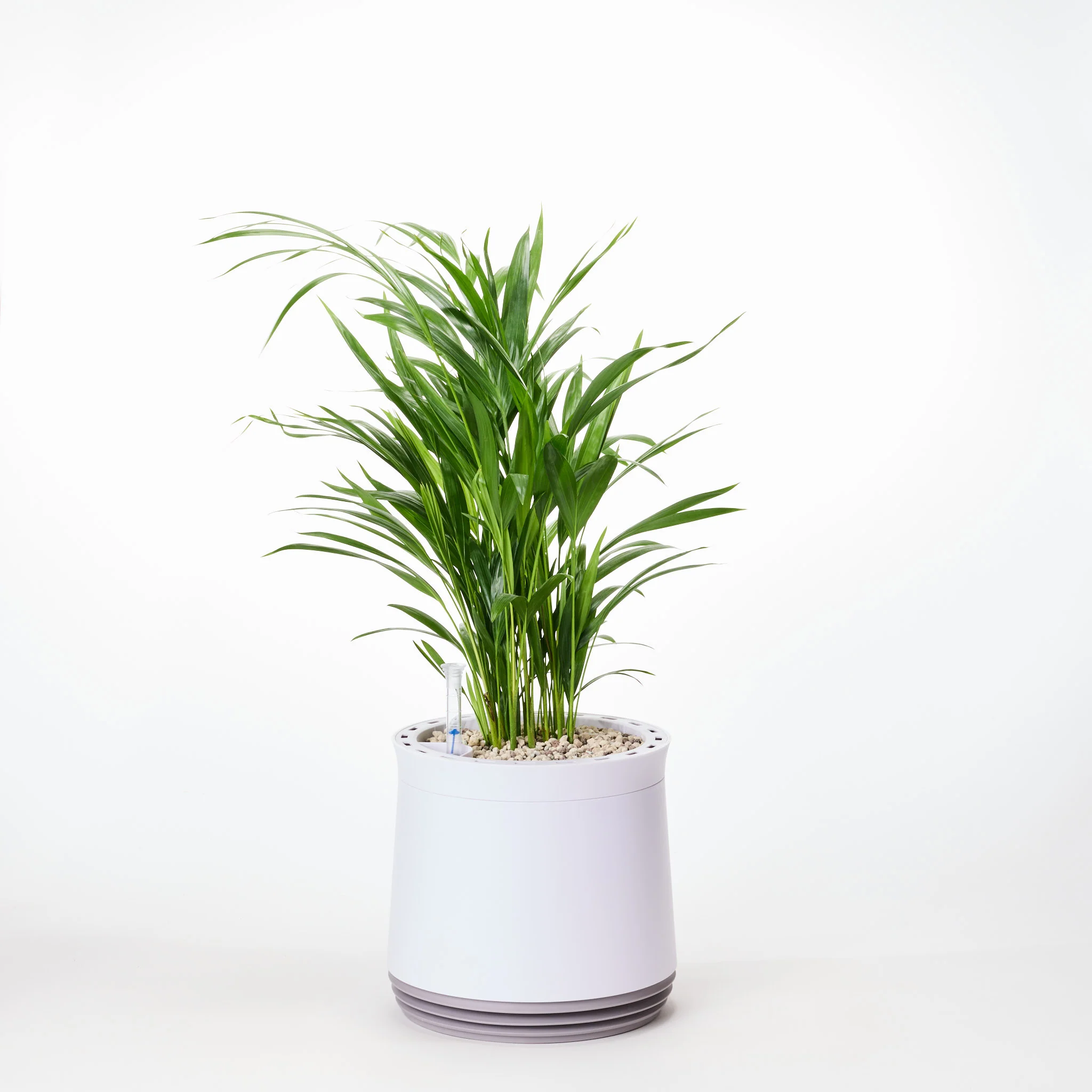 AIRY System M Goldfruchtpalme - Image 11