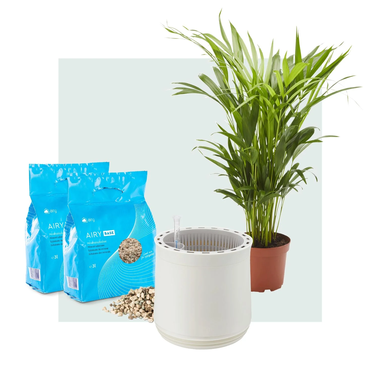 AIRY System M Goldfruchtpalme - Image 3