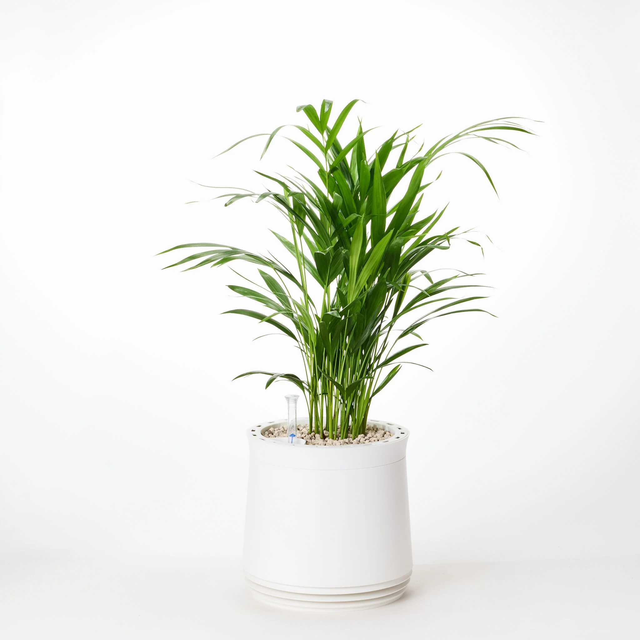AIRY System M Goldfruchtpalme - Image 9