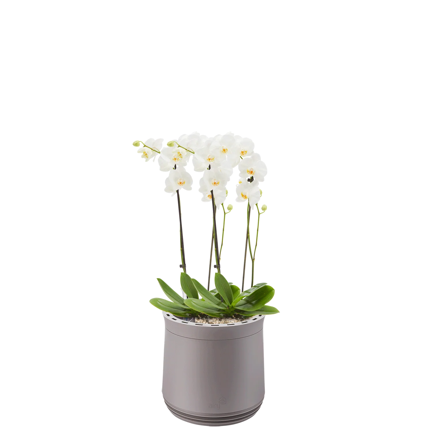 AIRY System M Orchidee - Image 10