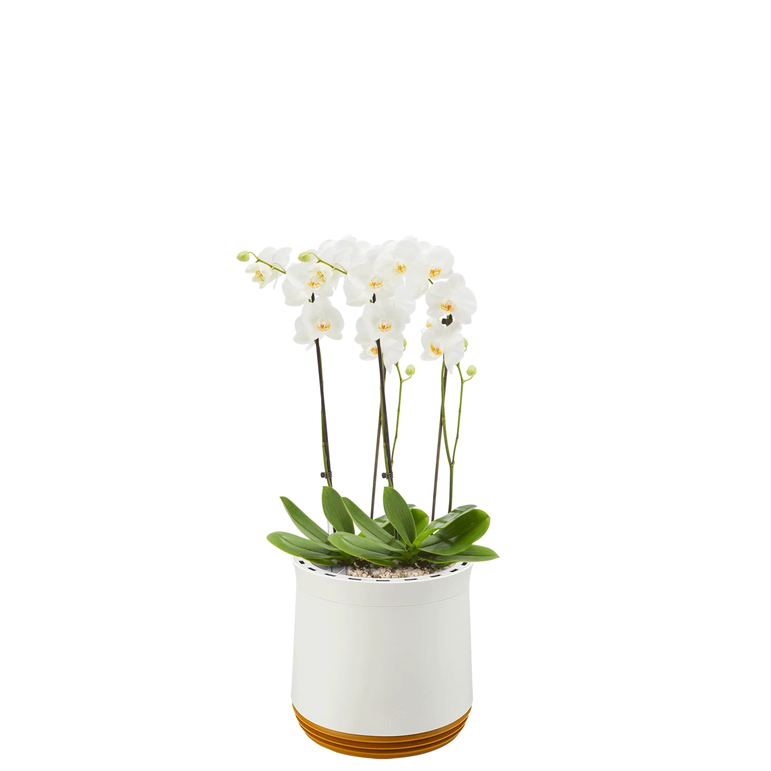 AIRY System M Orchidee - Image 11