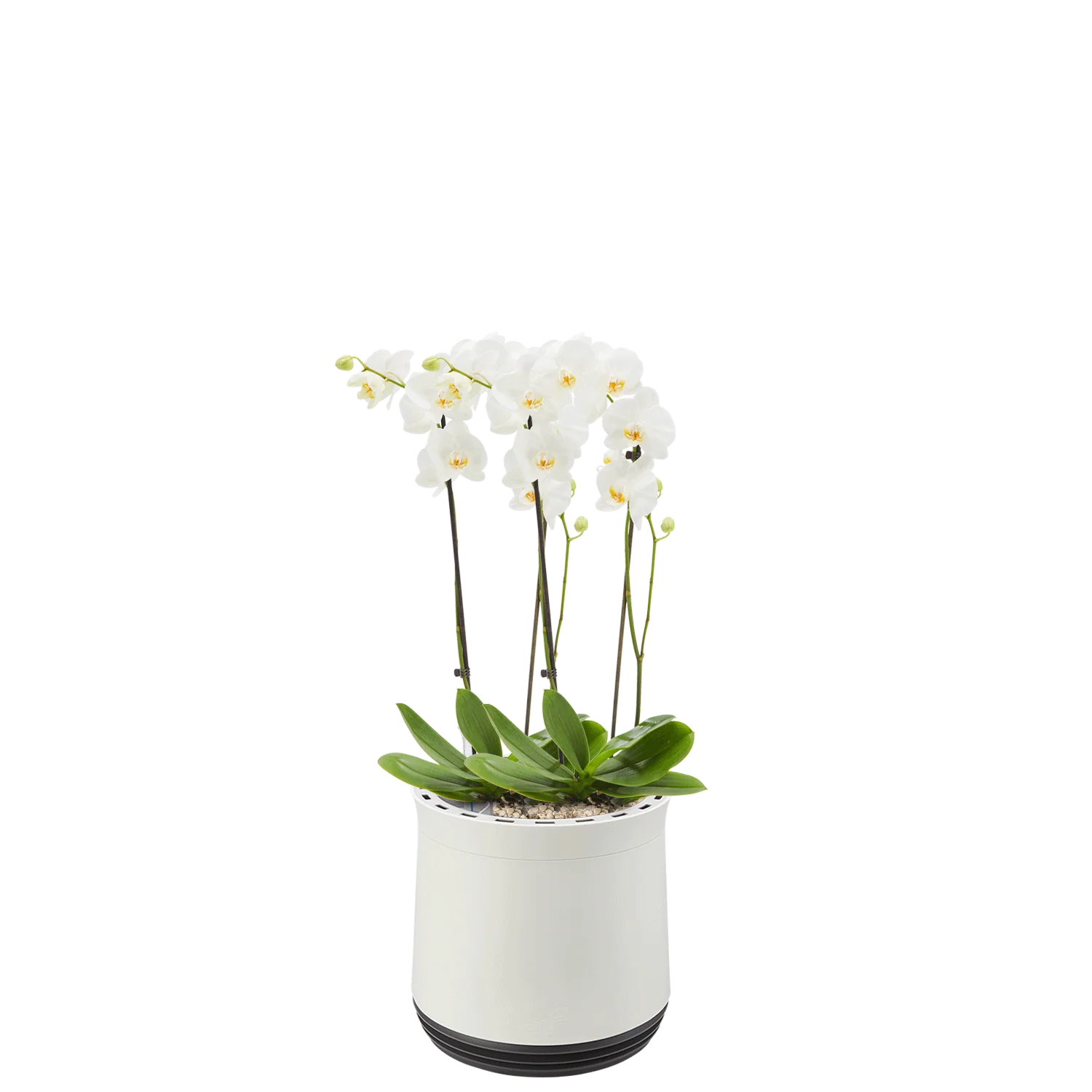 AIRY System M Orchidee - Image 12